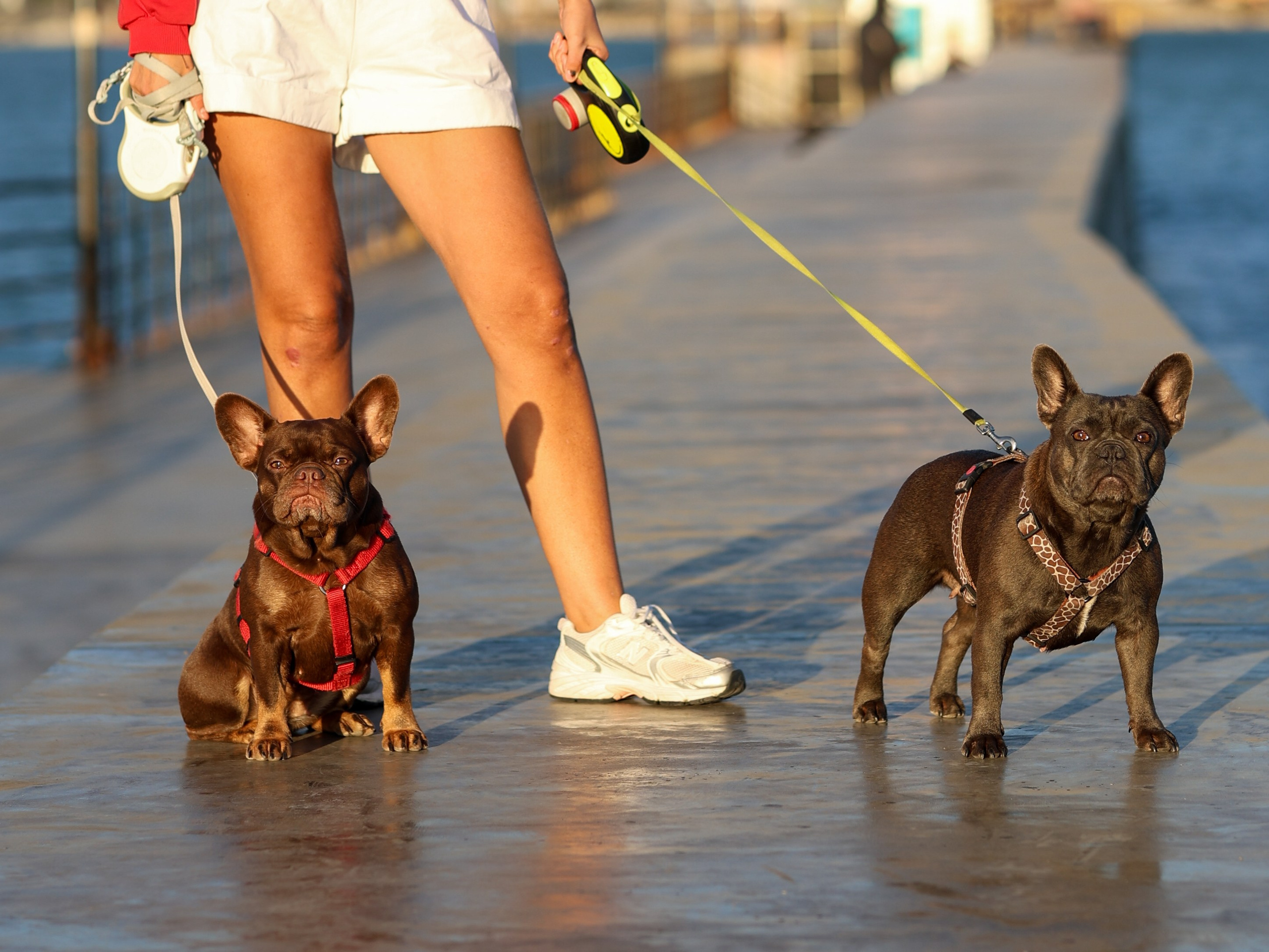 Белла, Луна и Нелли. Фотограф-анималист в Москве Кириллова Татьяна