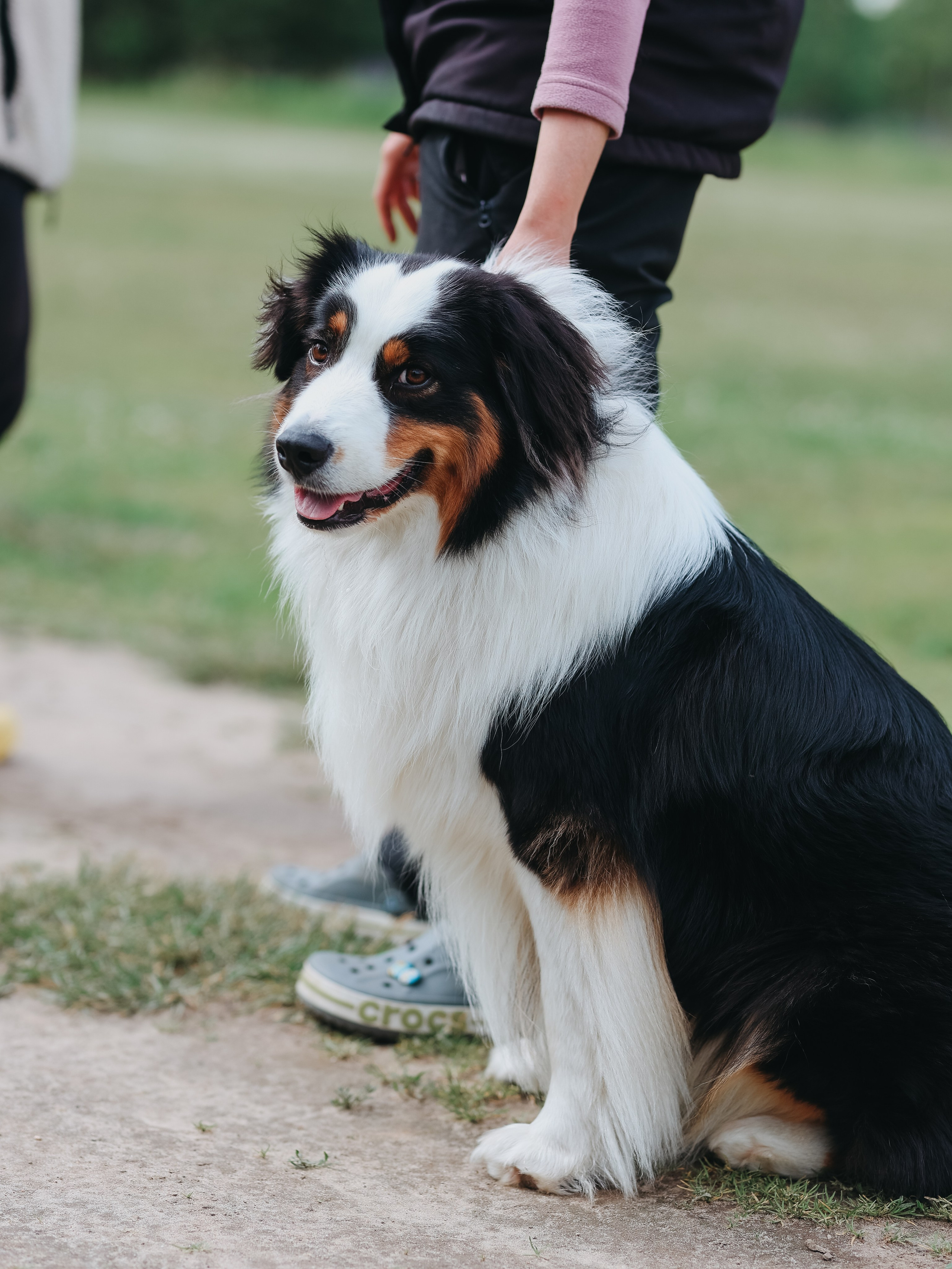 Лагерь ноузворк. Фотограф-анималист в Москве Кириллова Татьяна
