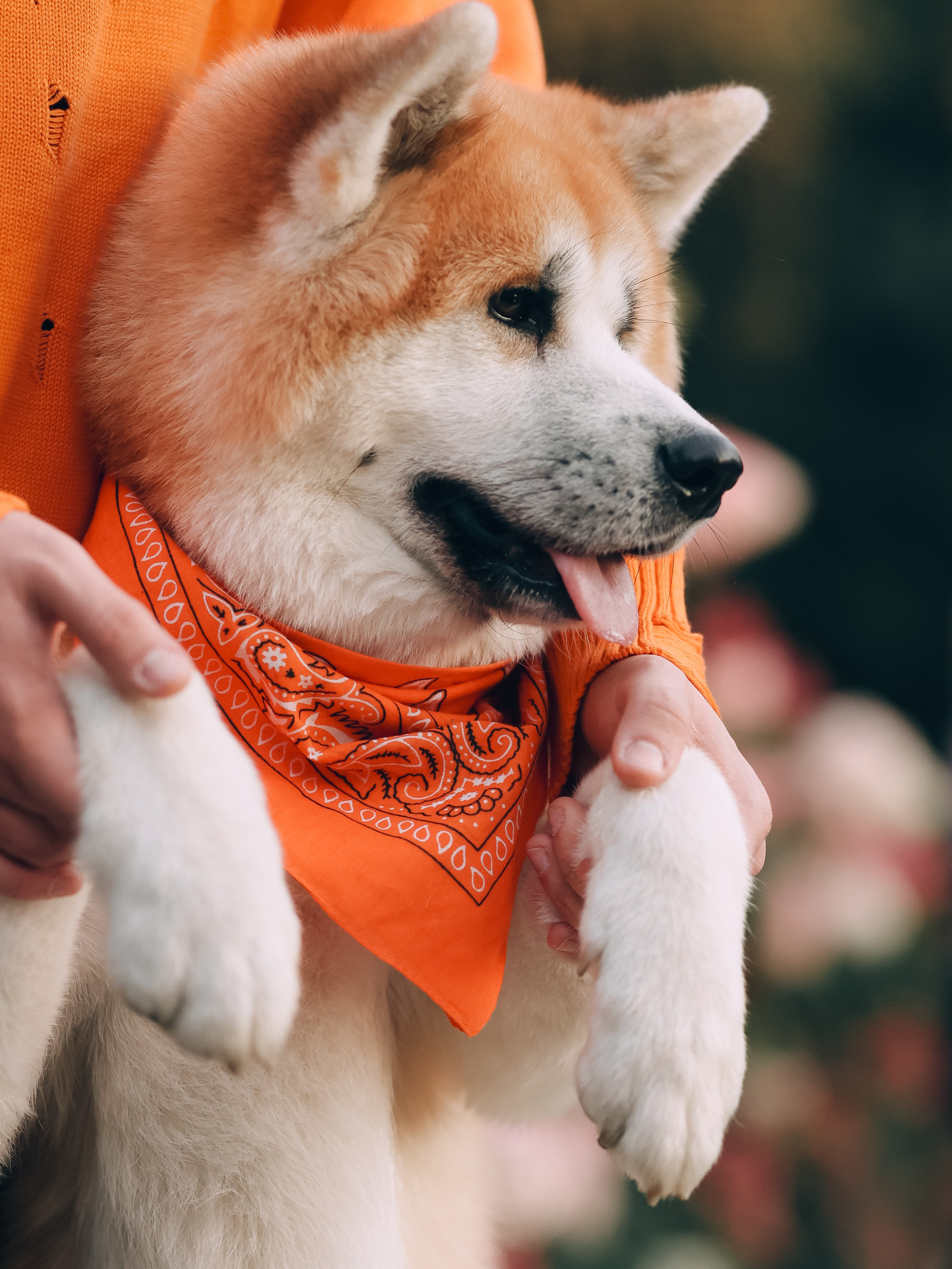 Гранд, Вика и Степан. Фотограф-анималист в Москве Кириллова Татьяна