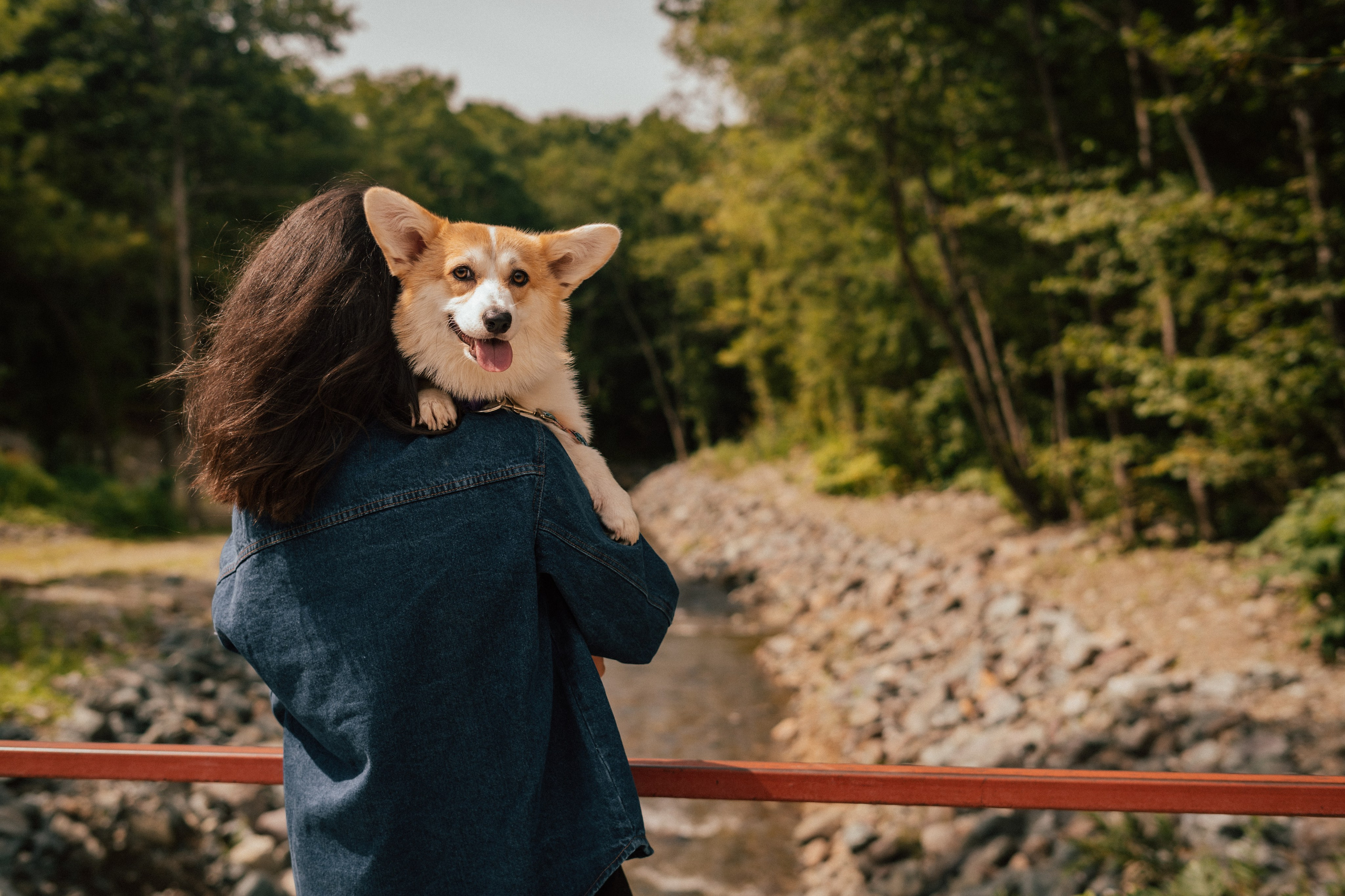 Фотосессия с собакой сахалин. Фотограф сахалин