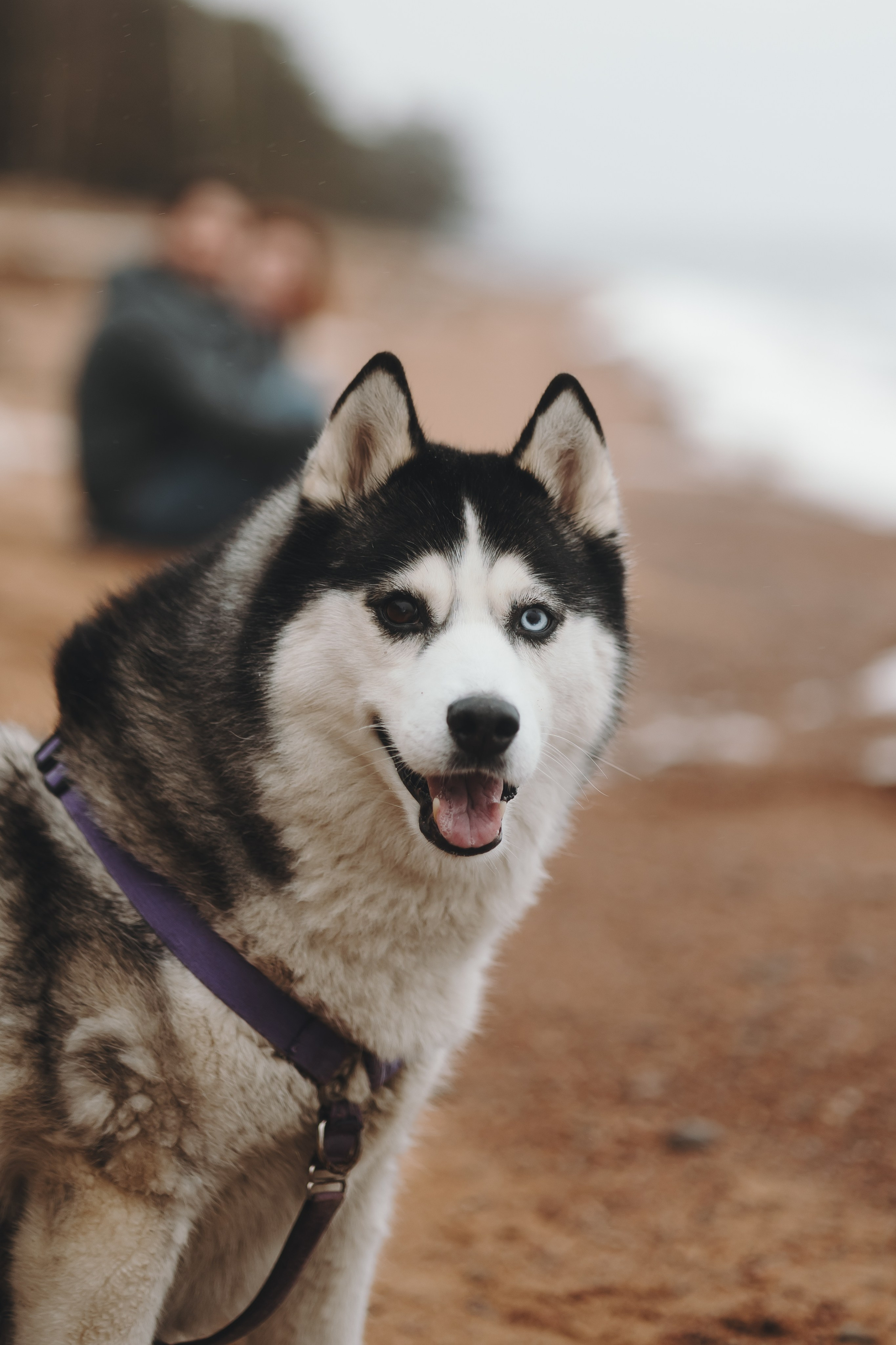 Катя, Илья и Эльза. Фотограф-анималист в Санкт-Петербурге Алина Яхонт