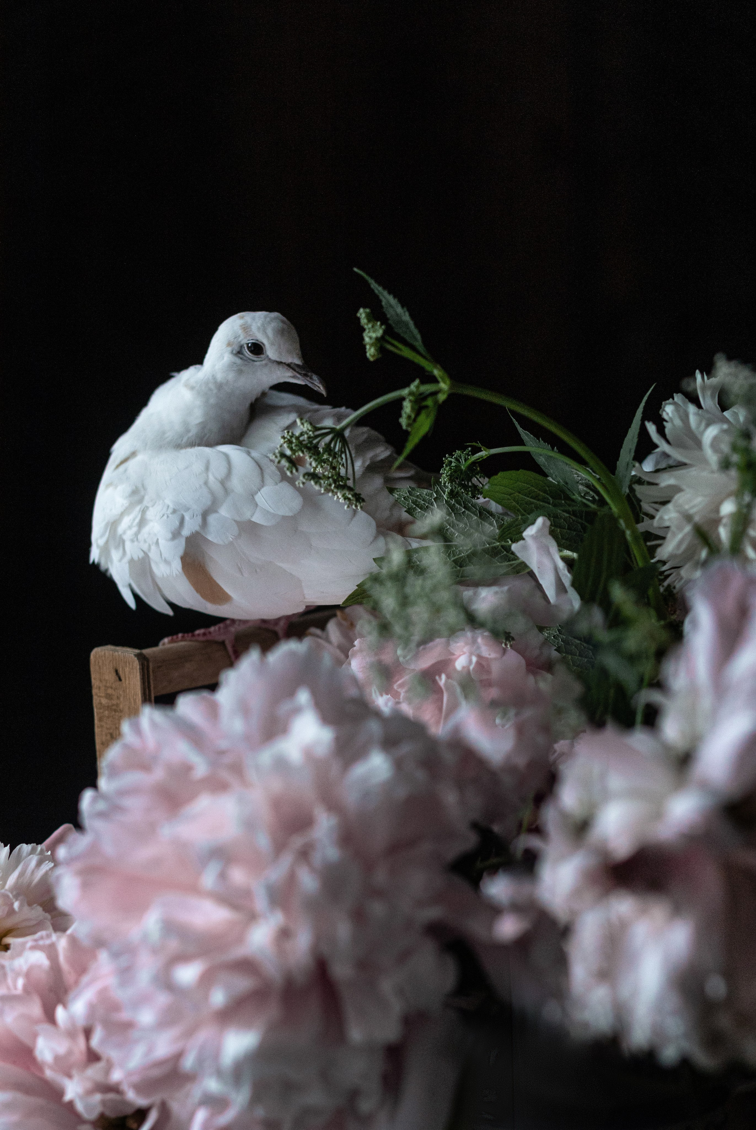 ЦВЕТЫ И ГОРЛИЦЫ. Фотограф на крестины