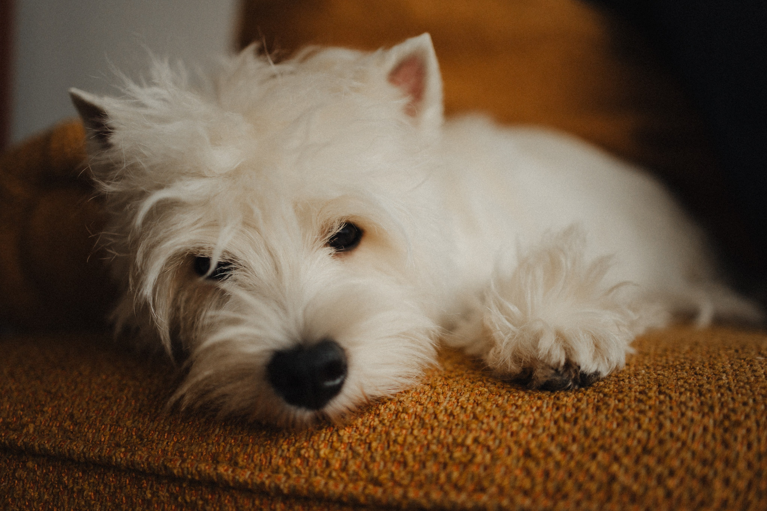 Вероника, Мята и Малина. Фотораф — анималист Мария Шистка