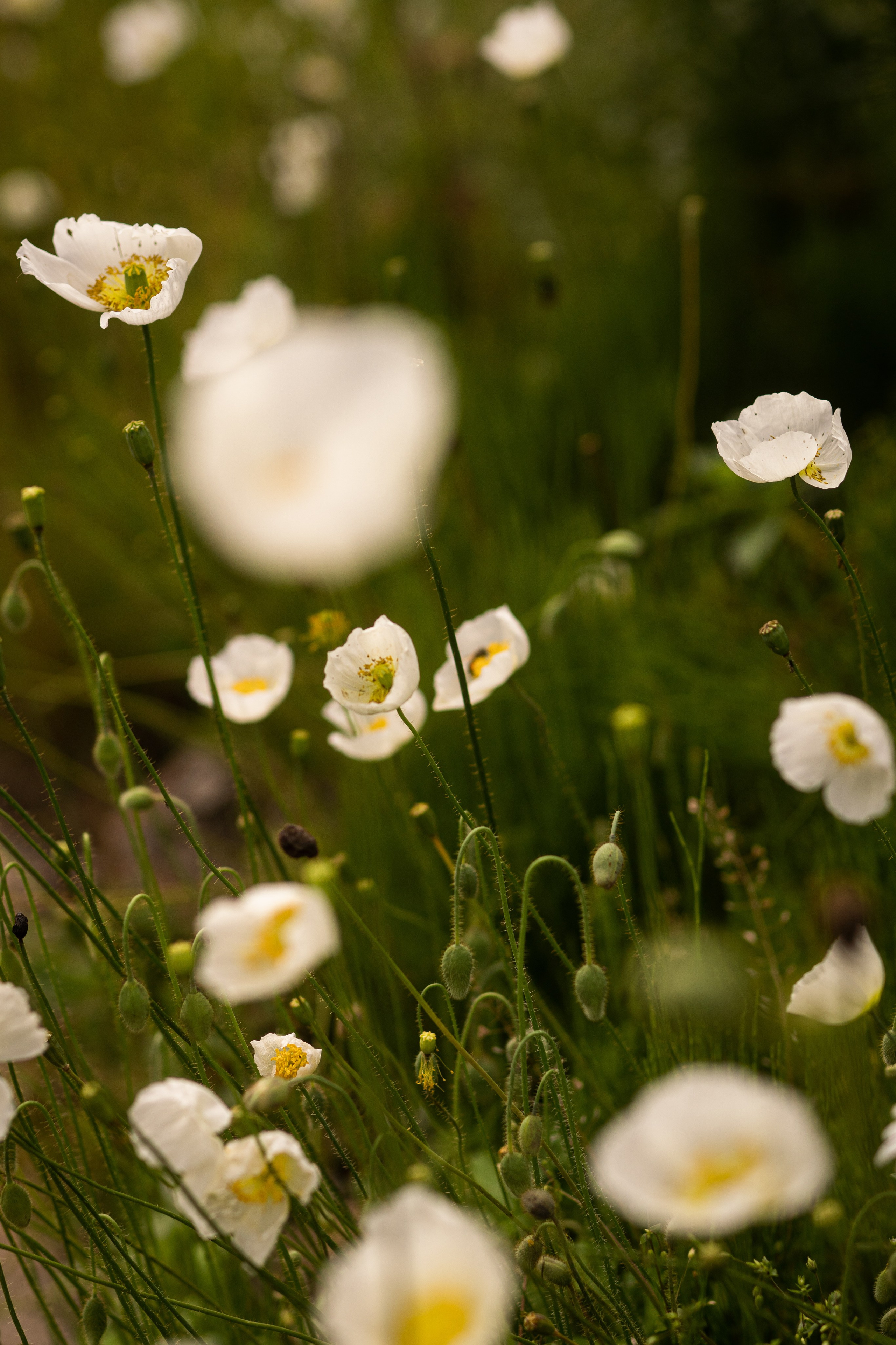Белые маки фото
