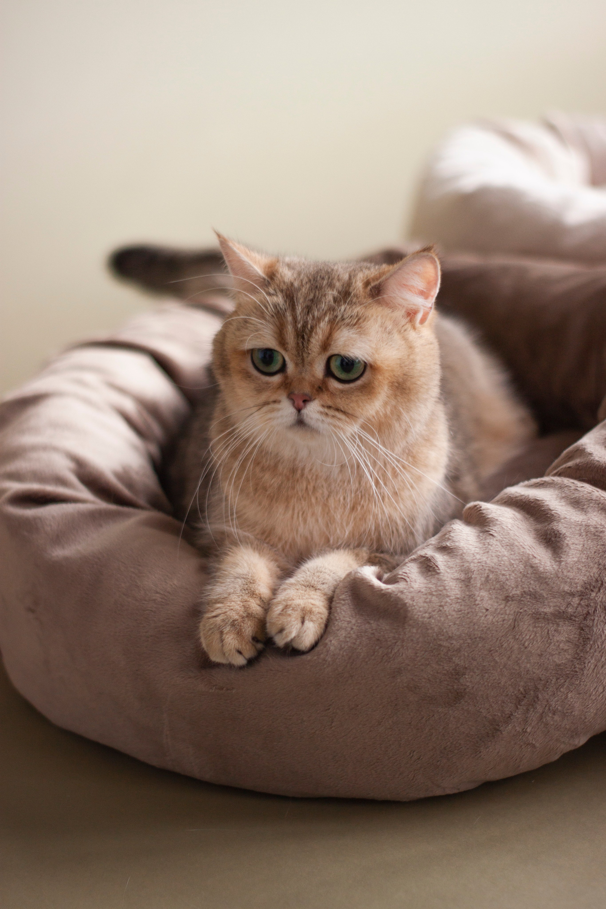 Работа с Tommy cat. Oksan_photo