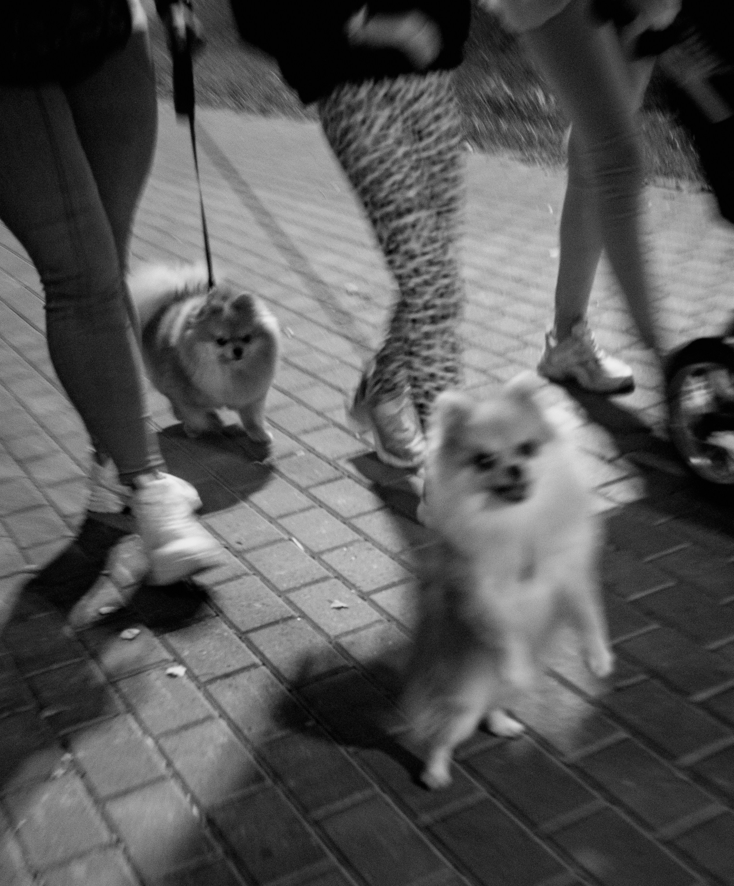 Собаки. Фотограф Александр Тихонов