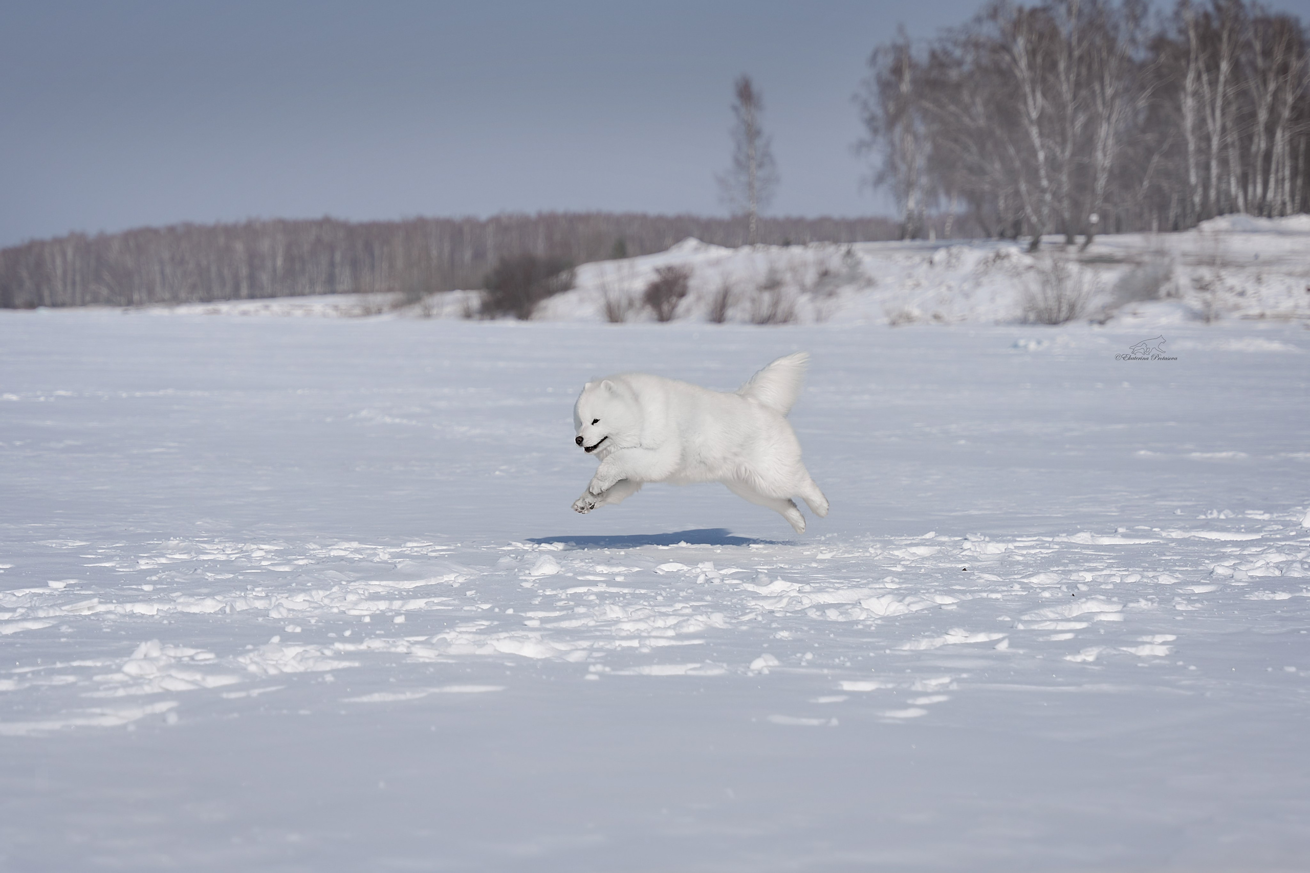 Самоед Юта. Фотограф-анималист в Иркутске