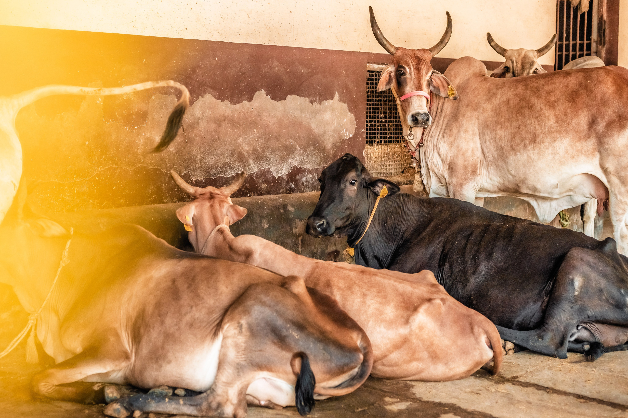 Devraha baba ji ashram life 2025. Mariam Bagdasaryan