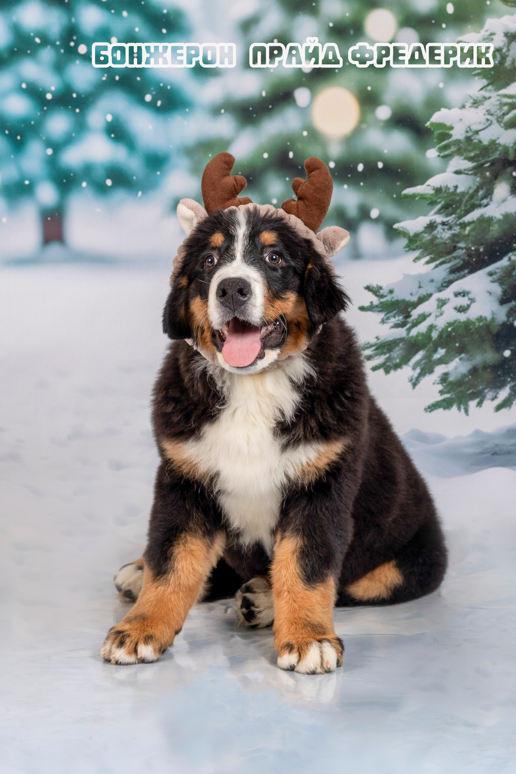 Бонжерон прайд. Фотограф 📸 семейный, предметный, репортажный
