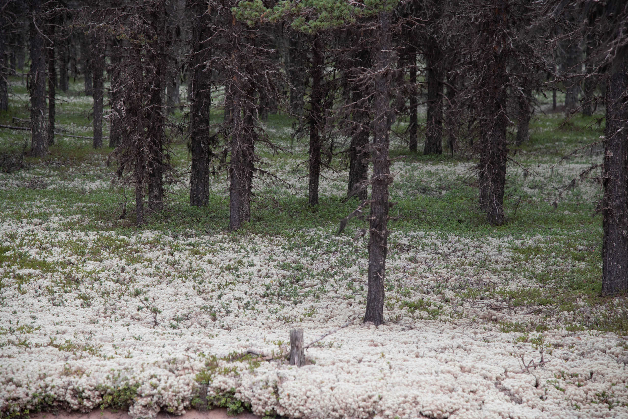 Кольский полуостров. Фотографирую для себя, своей семьи и друзей!