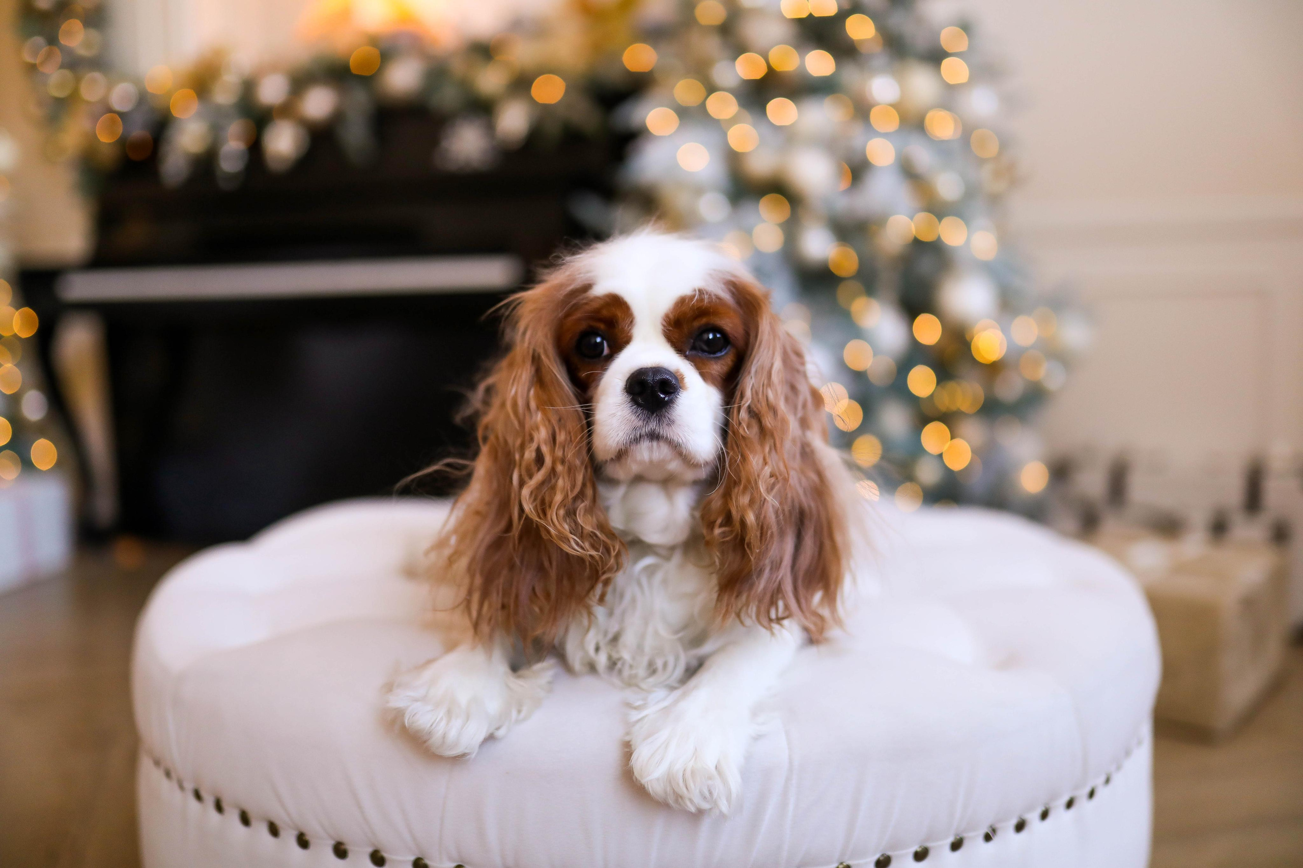 Вова Настя и Милка в Зале Париж и Лофт 2022. ФОТОГРАФ ХАБАРОВСК АНАСТАСИЯ РАЧЕНКОВА