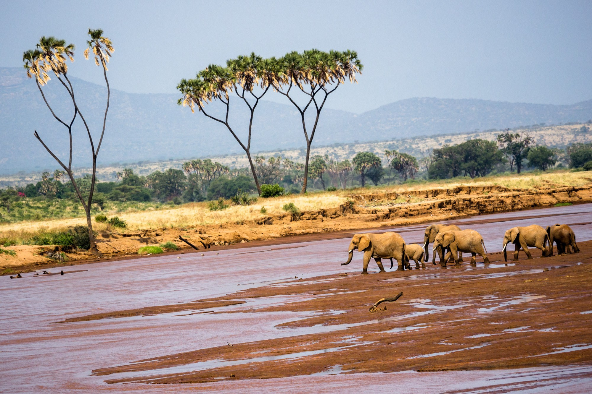 Африка. Кения. Фотосъёмка животных в африканской саванне. Фотограф Алексей Скоробогатько