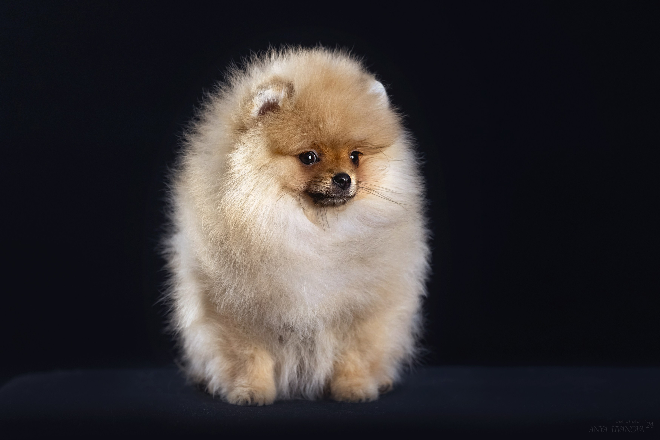 Шпицы. Фотограф анималист Аня Ливанова | Рыбинск