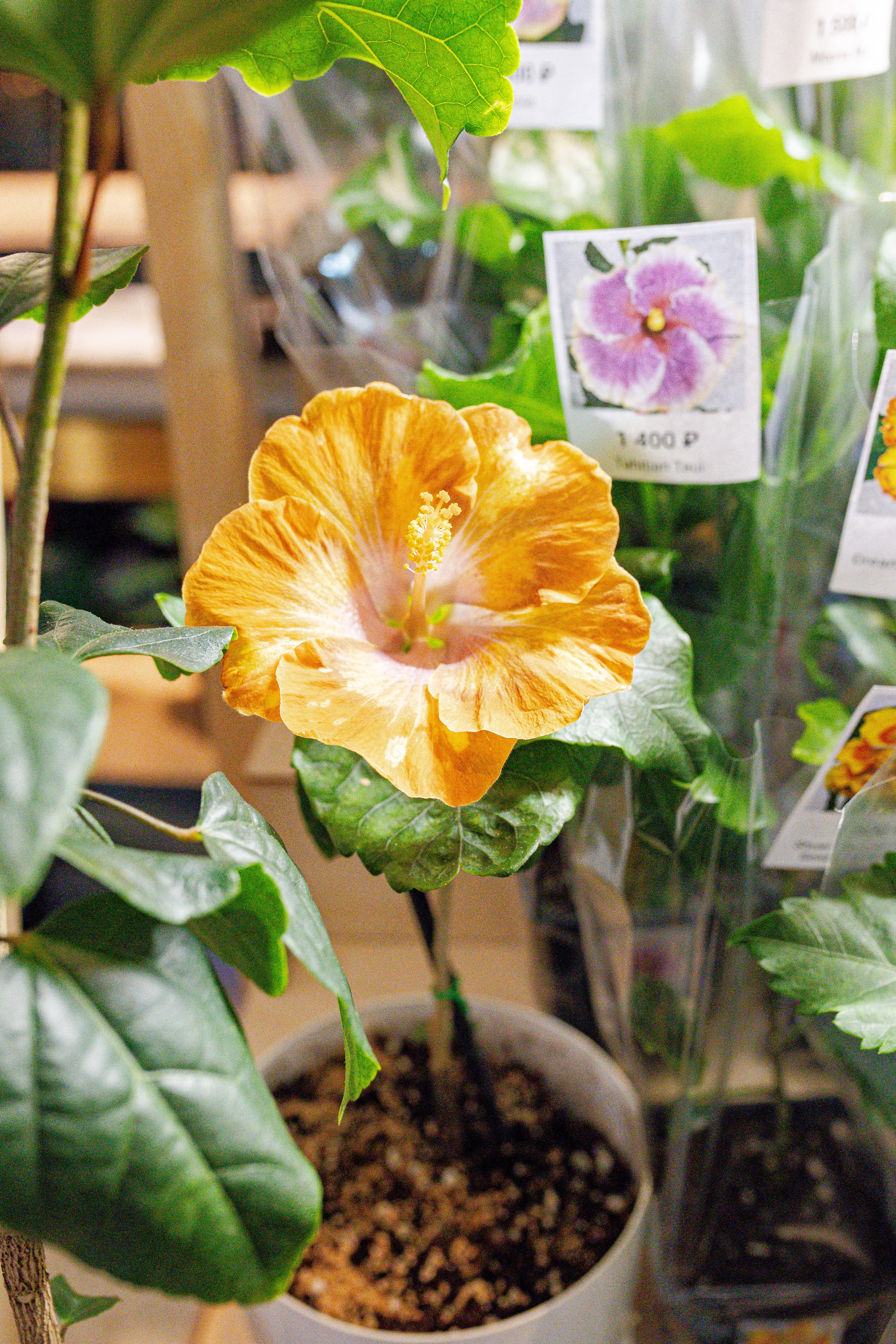 Growbox 1–2 марта. Александра Куликова фотограф, Москва