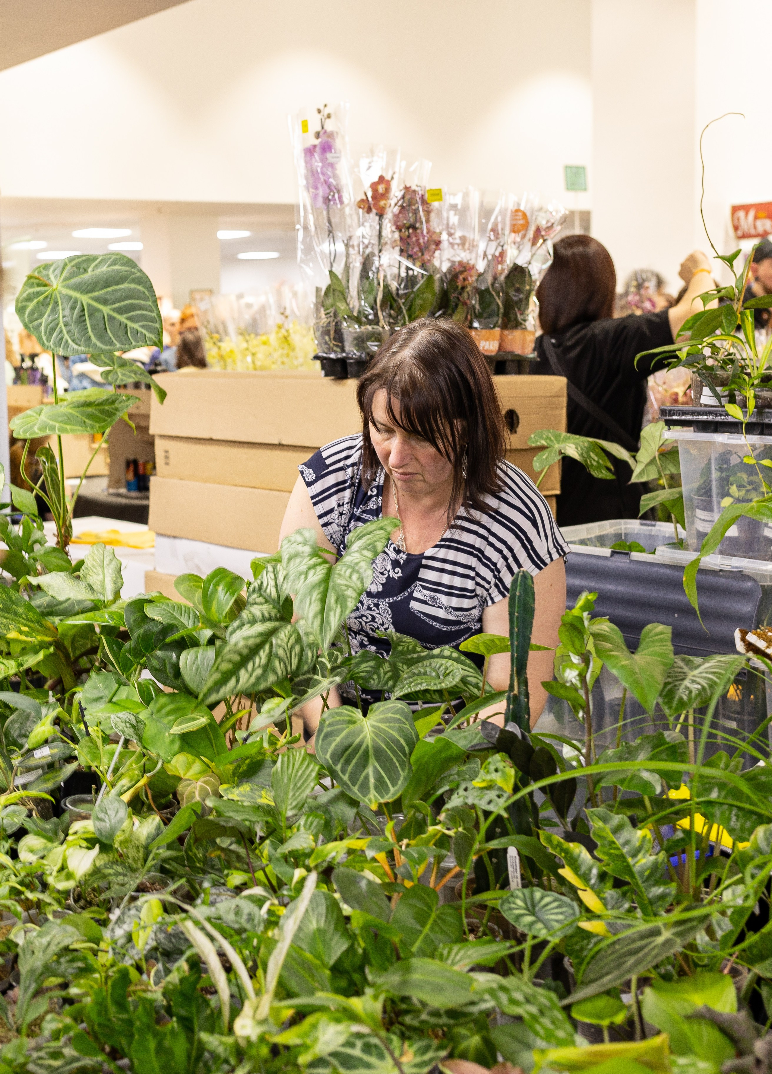 Орхидиум июнь 2024. Александра Куликова фотограф, Москва