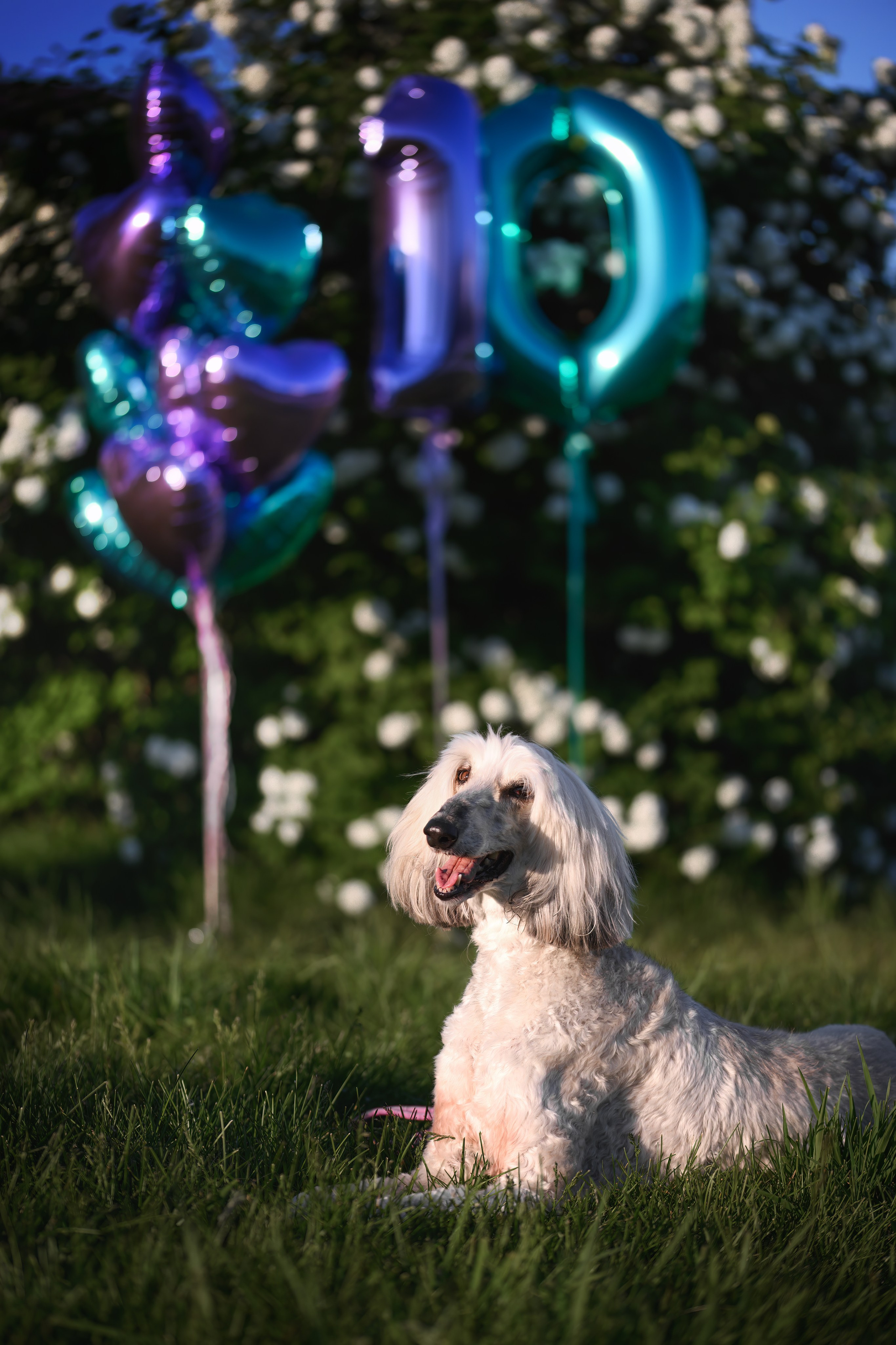 Собаки. FASHION ФОТОГРАФ КАЗАНЬ