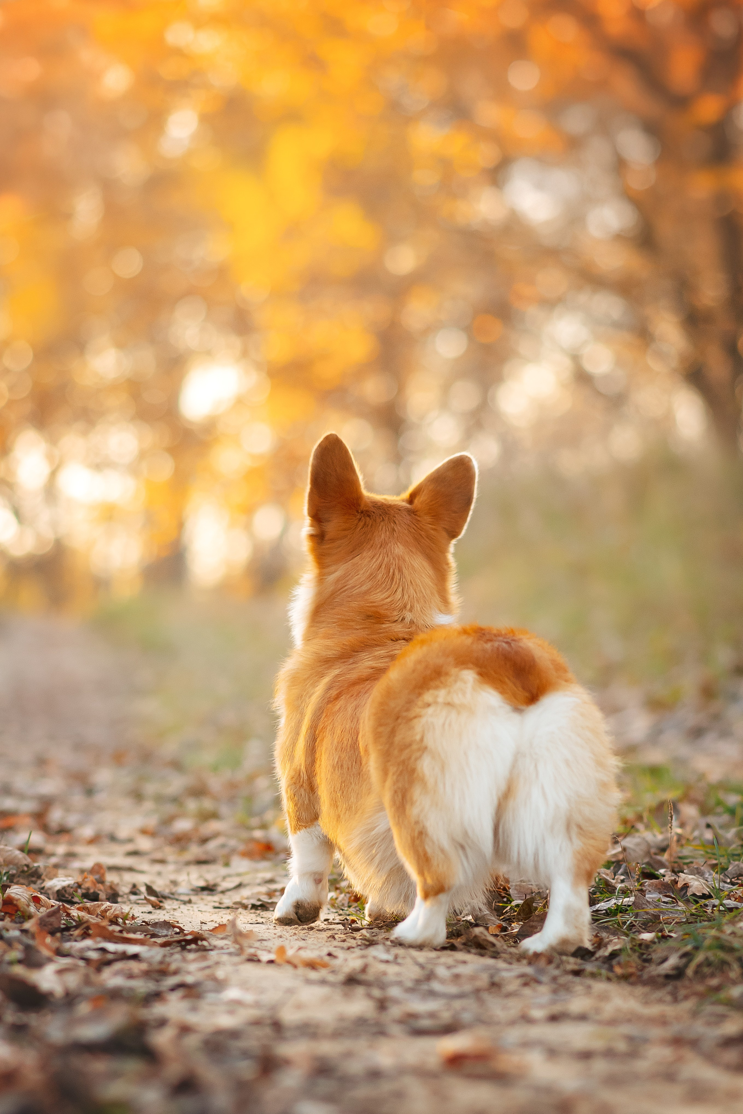 Максим, Аня и Челси — 19.10.2024. Фотограф — Анималист | Анна Абрамова