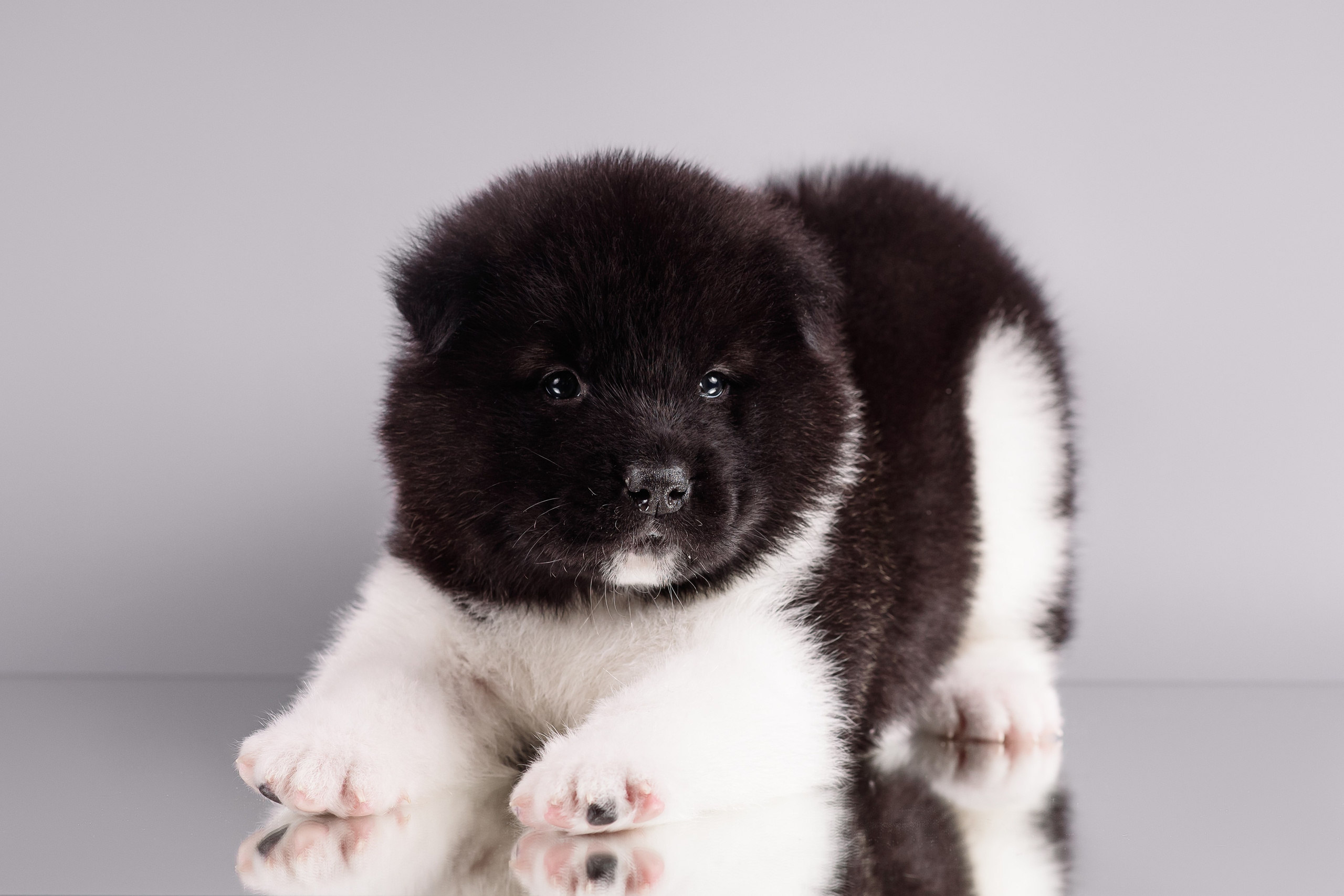 Щенки Американской Акиты — 04.11.2024. Фотограф — Анималист | Анна Абрамова