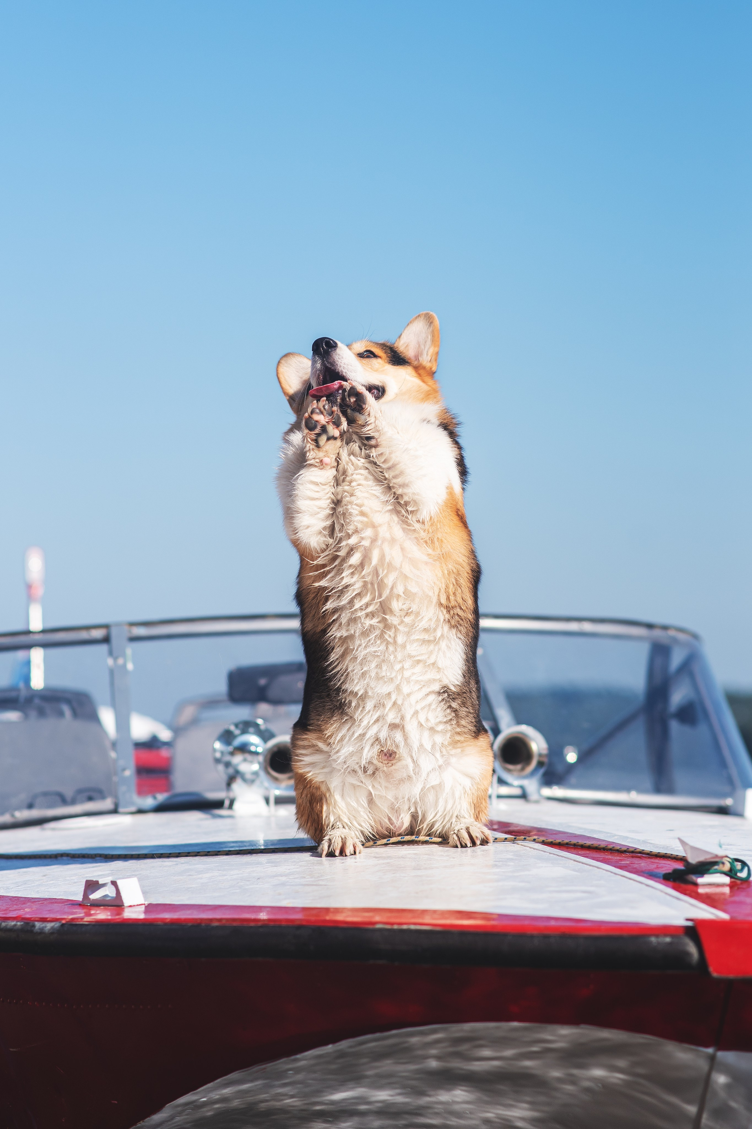 Майк и Лея — 29.08.2024. Фотограф — Анималист | Анна Абрамова