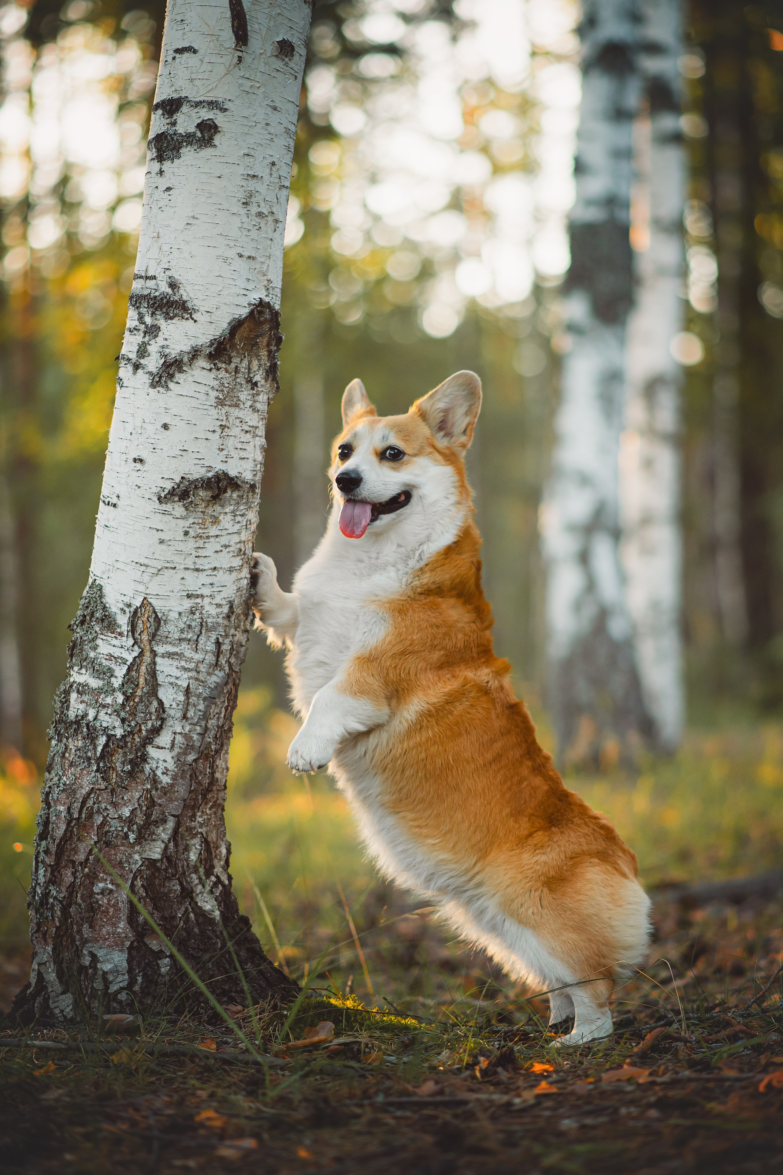 Лесная прогулка — 10.07.2024. Фотограф — Анималист | Анна Абрамова