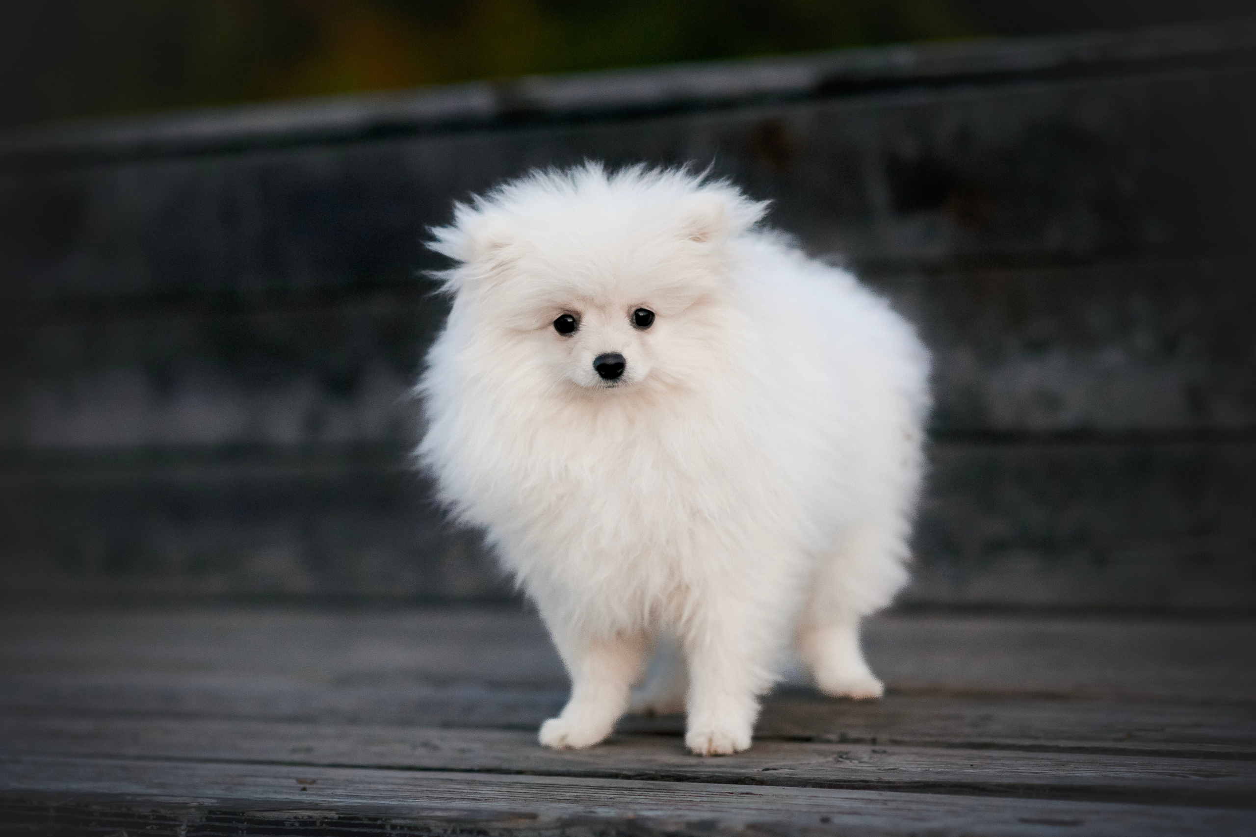 Малый немецкий шпиц — 18.09.2025. Фотограф — Анималист | Анна Абрамова