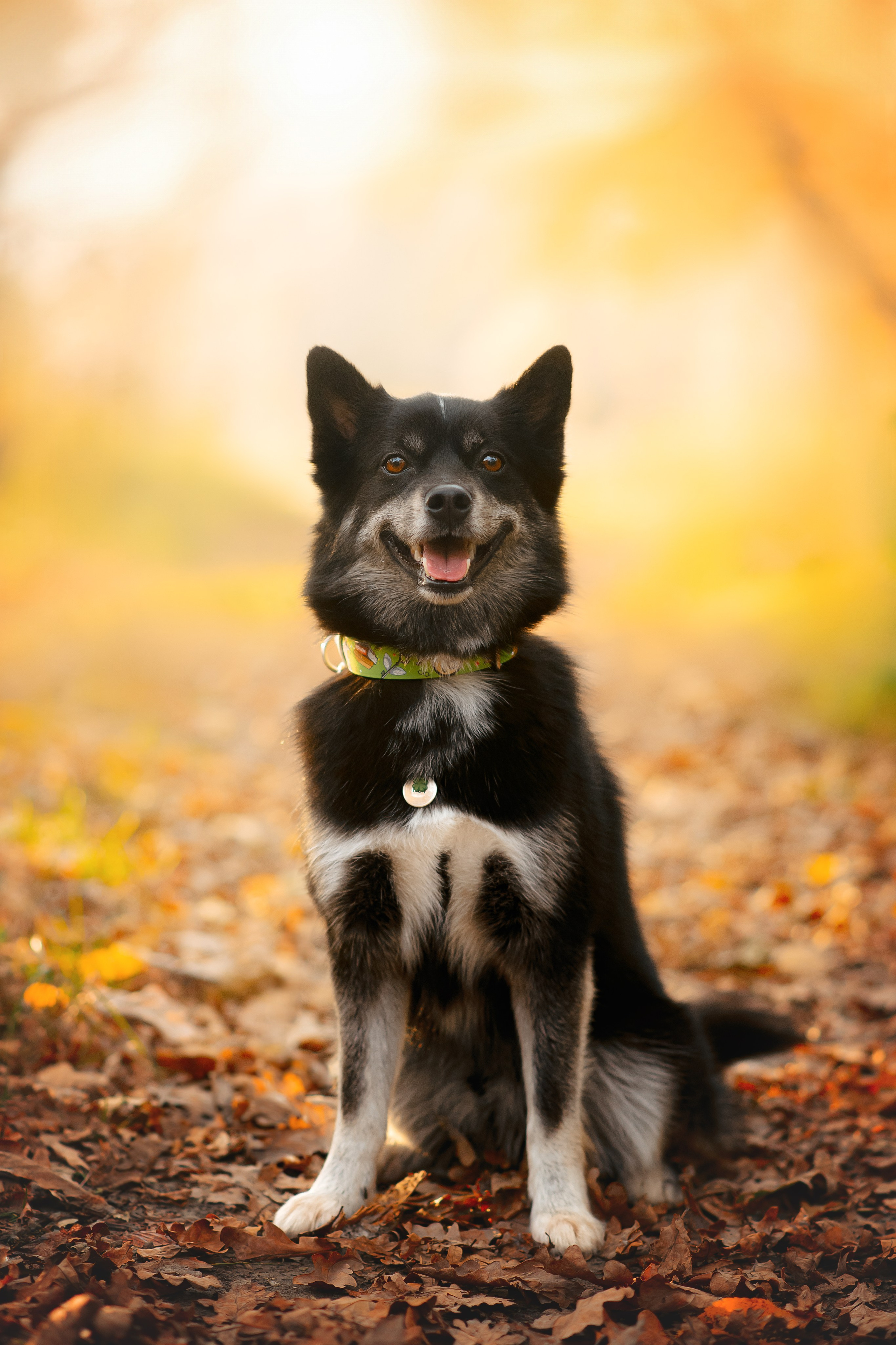 Максим, Надя, Рой и Шелби — 13.10.2024. Фотограф — Анималист | Анна Абрамова