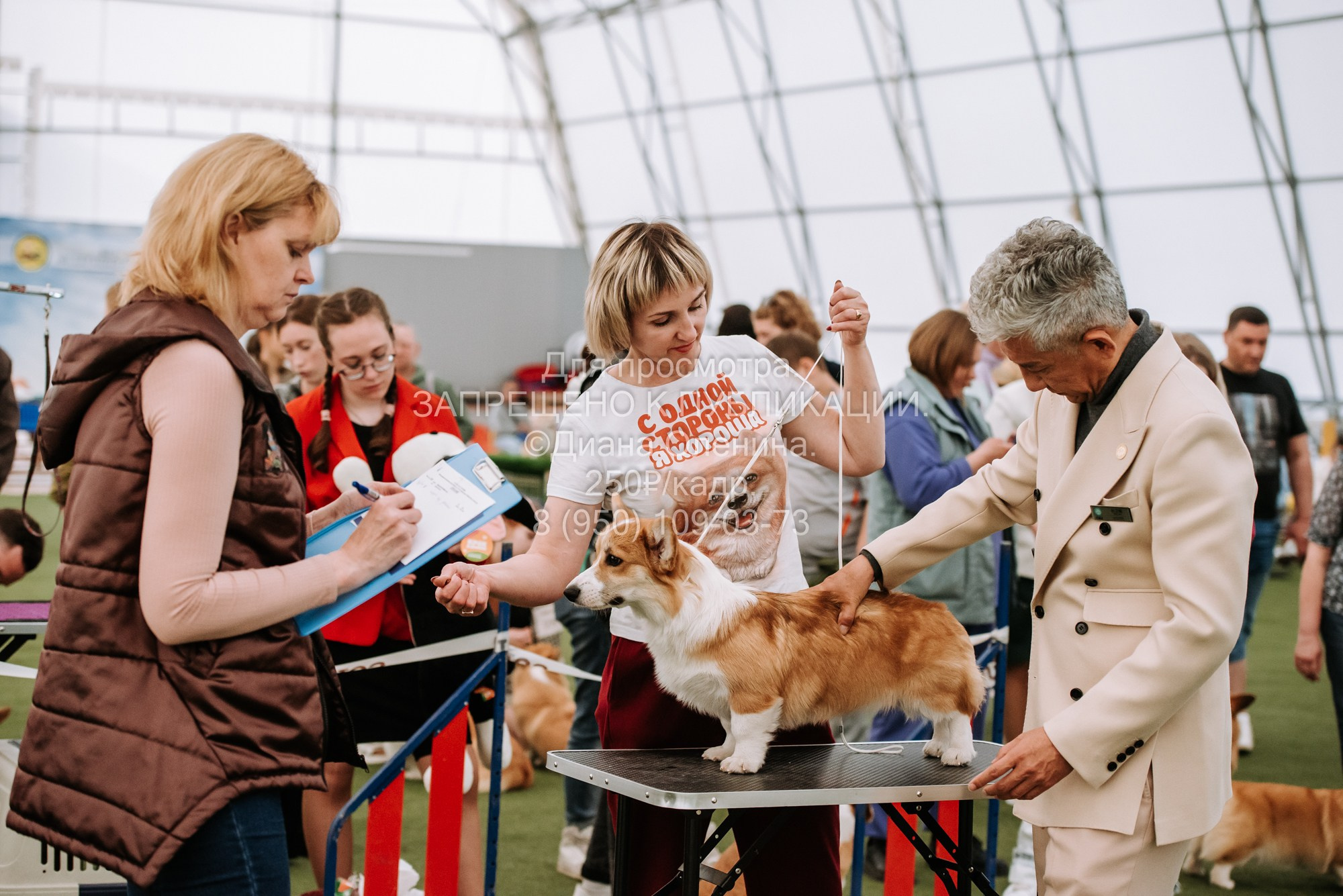Выставка собак Красноярск 2.06. Фотограф Диана Оленина Красноярск / Братск