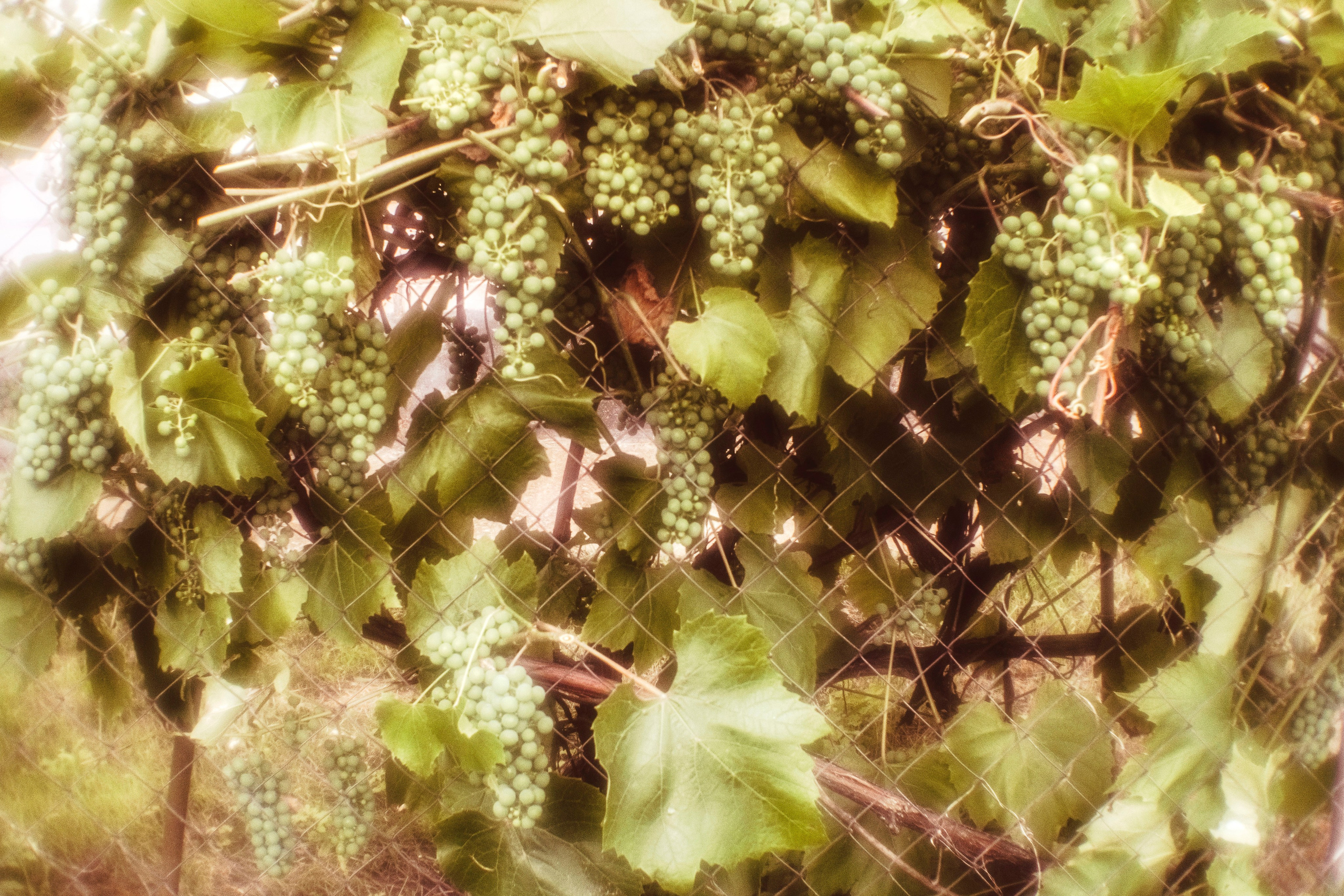 Цветные фотографии. Фотографии Лены Соколовой