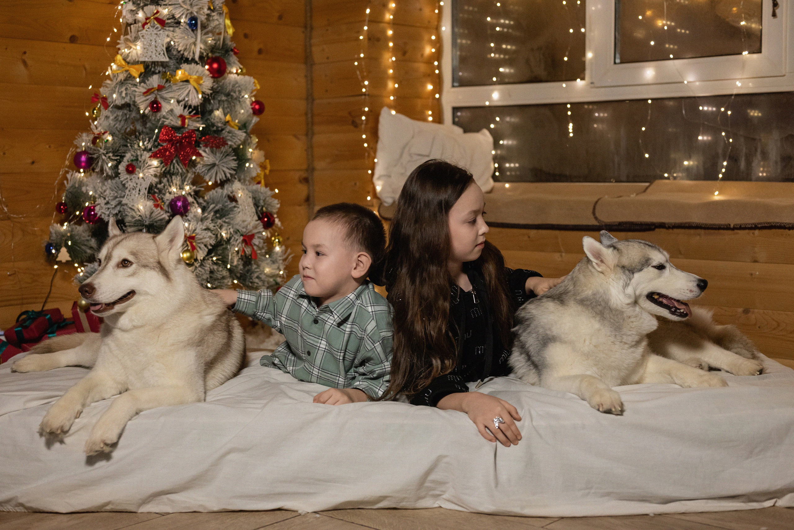 Фотопроект с хаски 2025 г. Фотограф в городе Салават