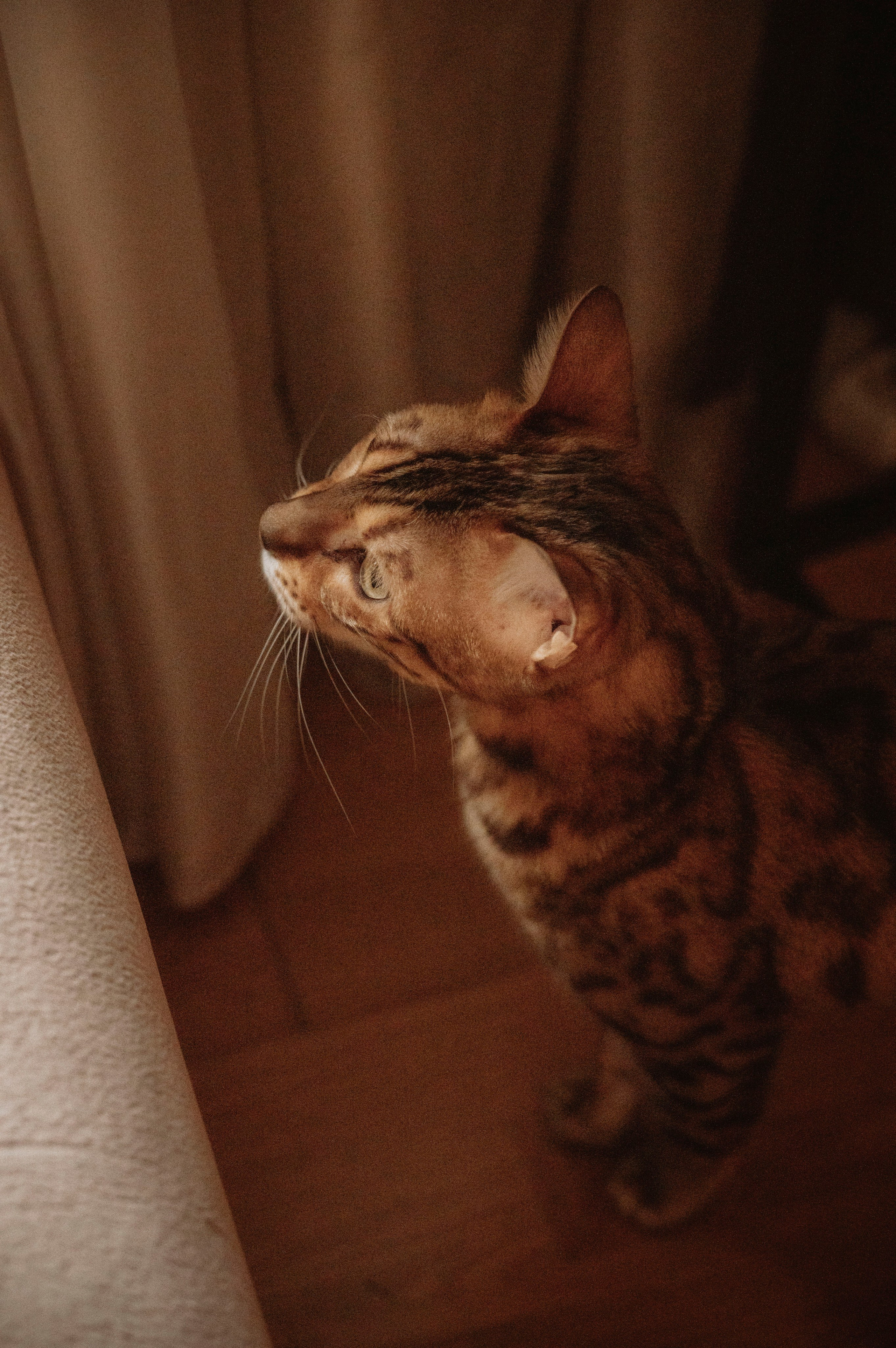 Домашняя семейная фотосессия. Фотограф беременных, лайфстаил фотограф, Ньюборн фотограф, все включено