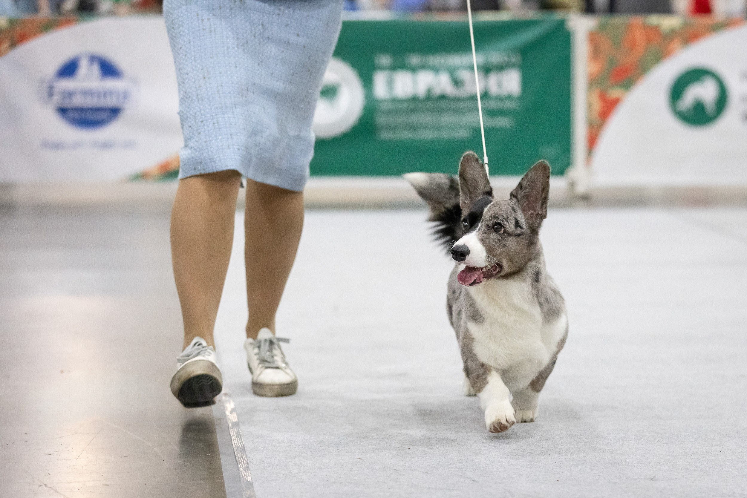 Выставка Евразия 2023 Вельш корги кардиган фотографии. Фотограф анималист, семейный фотограф, фотограф собак Комратова Мария. г. Москва