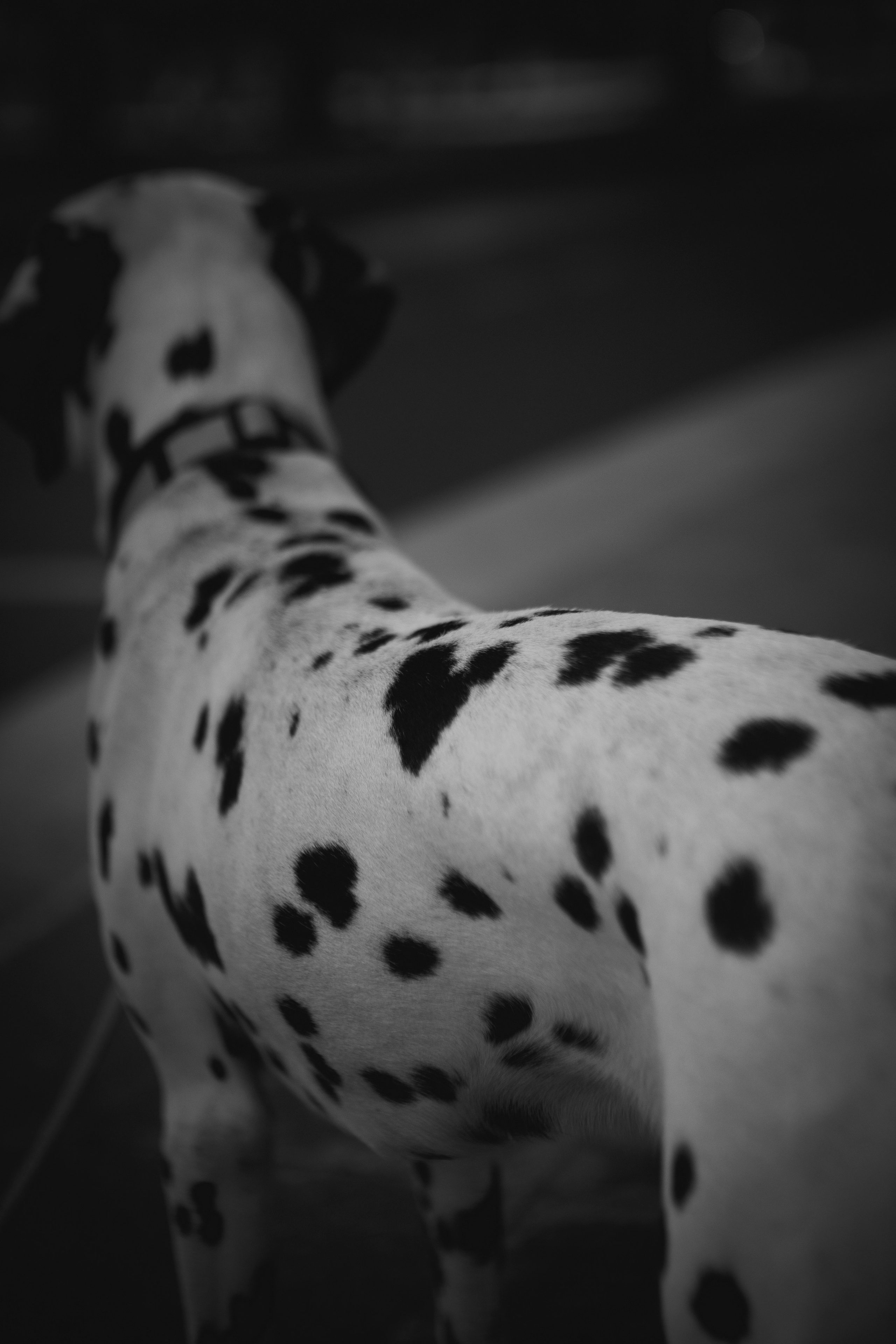 Женя и Сара. Фотограф-анималист в Санкт-Петербурге Алина Яхонт