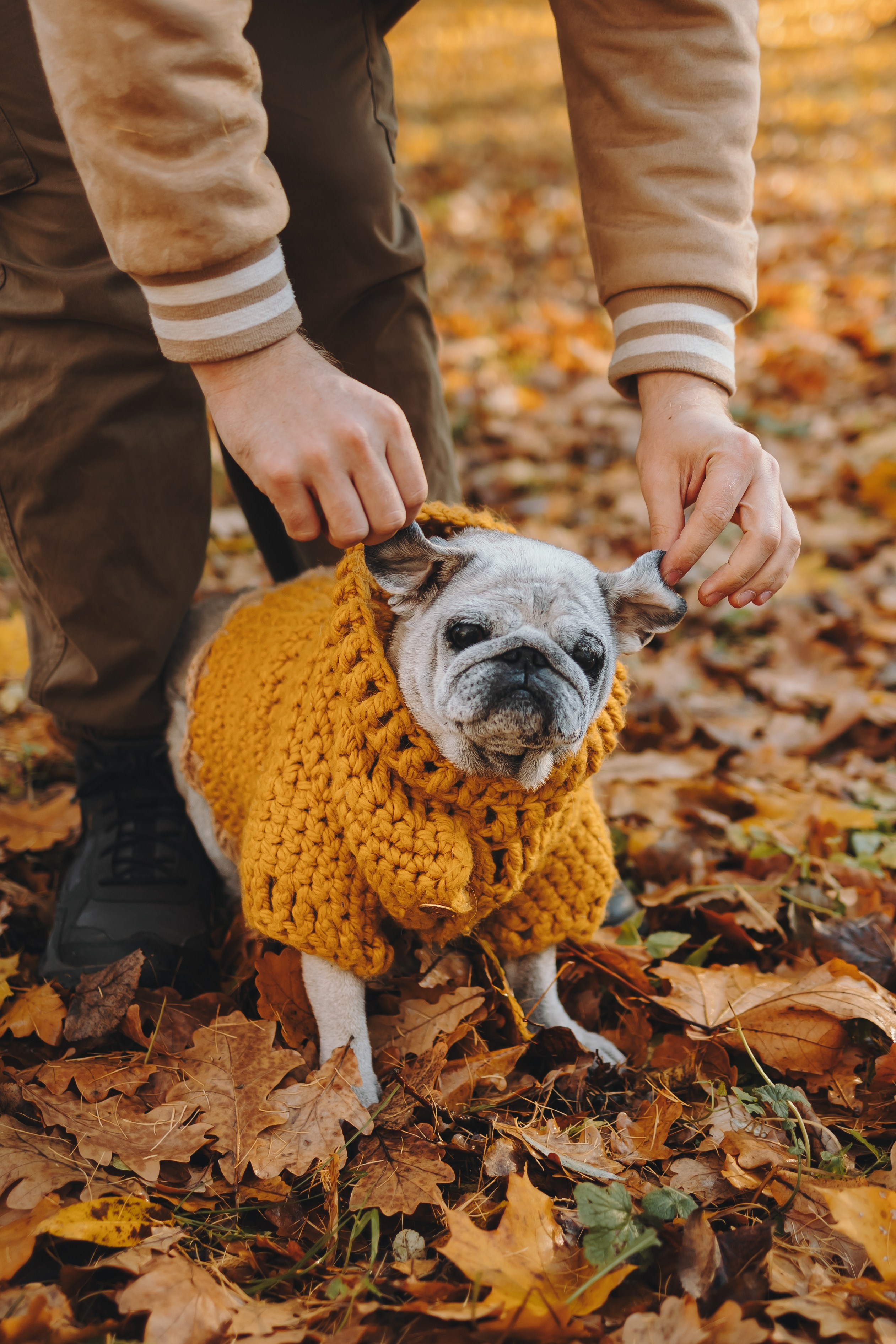 Габи и ребята. Фотограф-анималист в Санкт-Петербурге Алина Яхонт