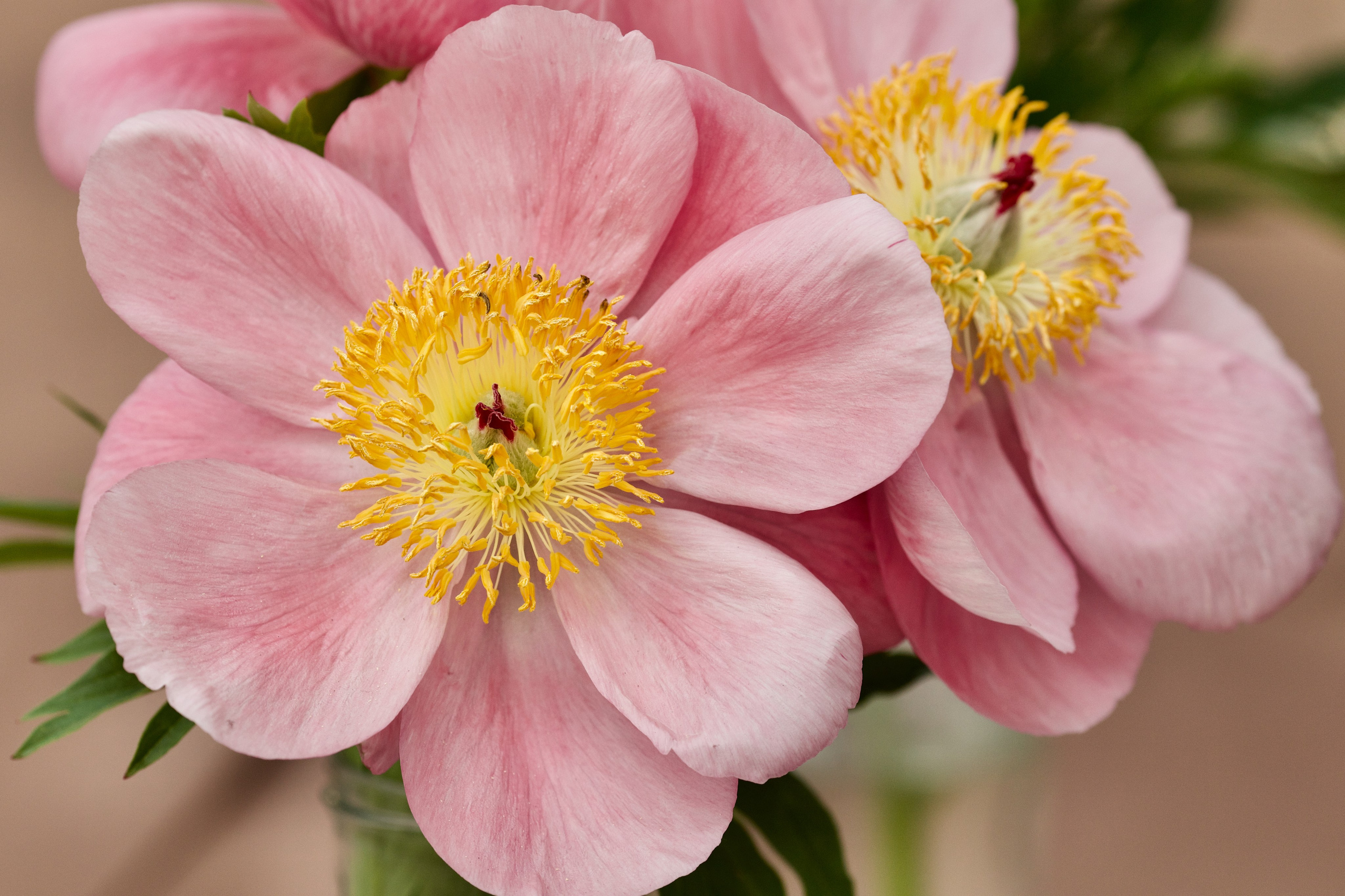 Школьные выпускные альбомы в Москве Марина Николаева