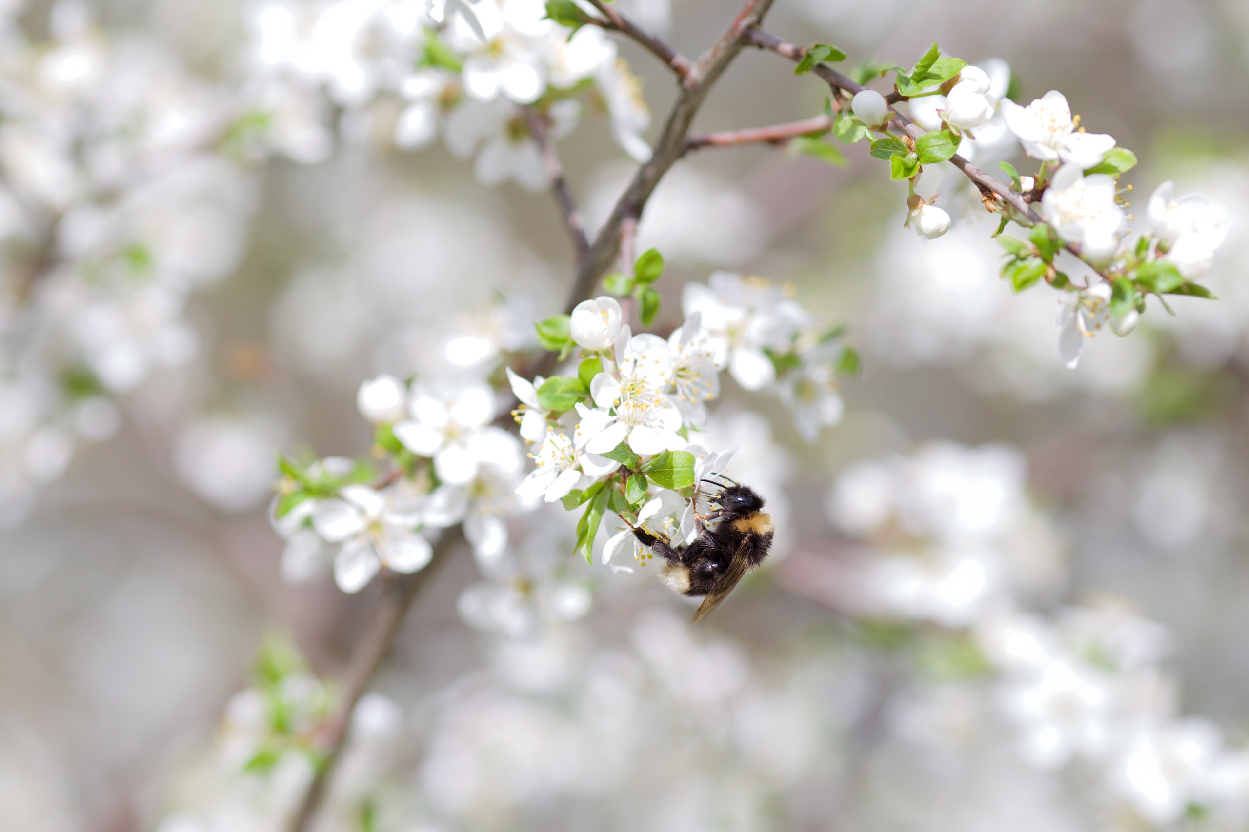 Чудесная природа. Школьные выпускные альбомы в Москве Марина Николаева