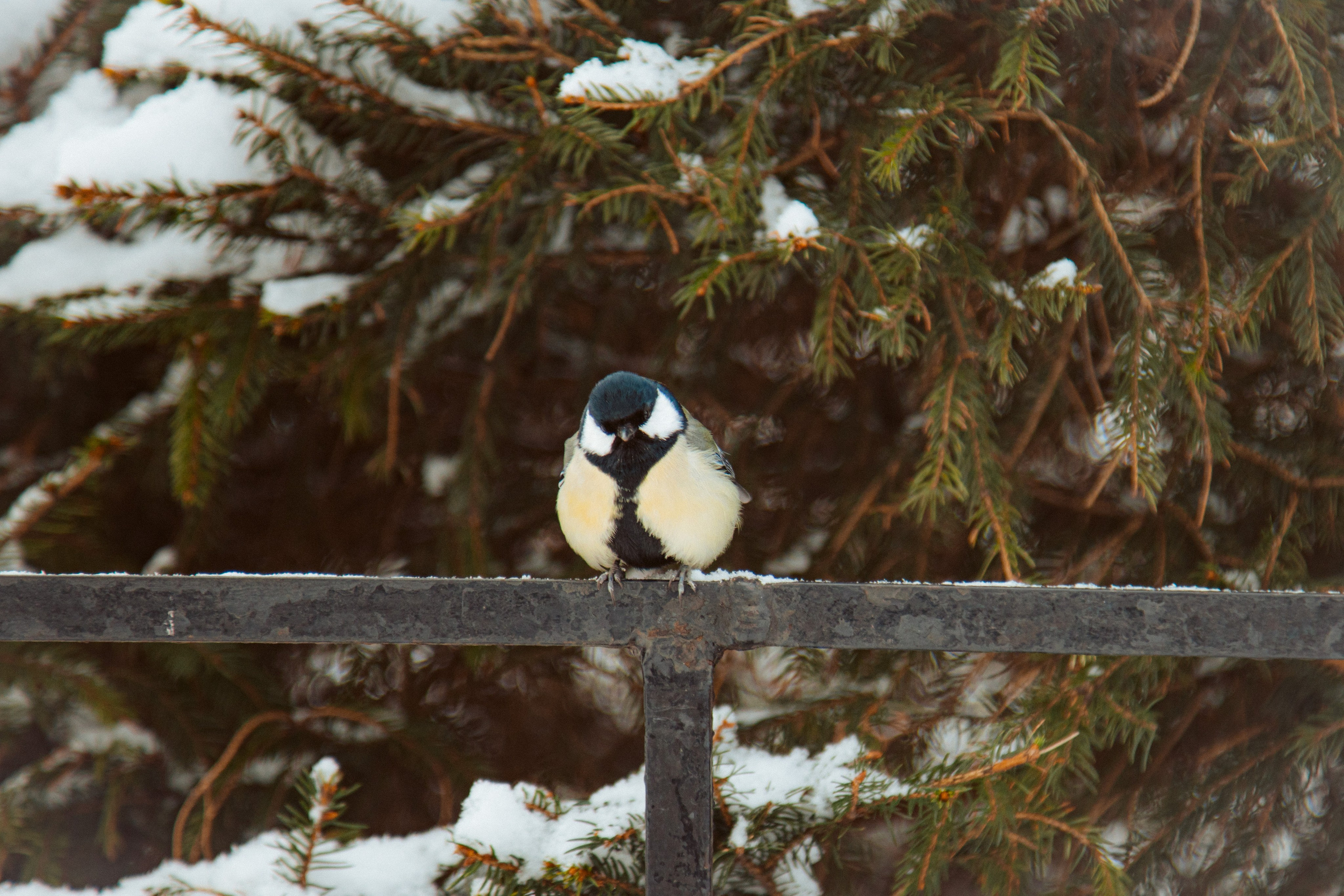 Петергоф нижний парк фото