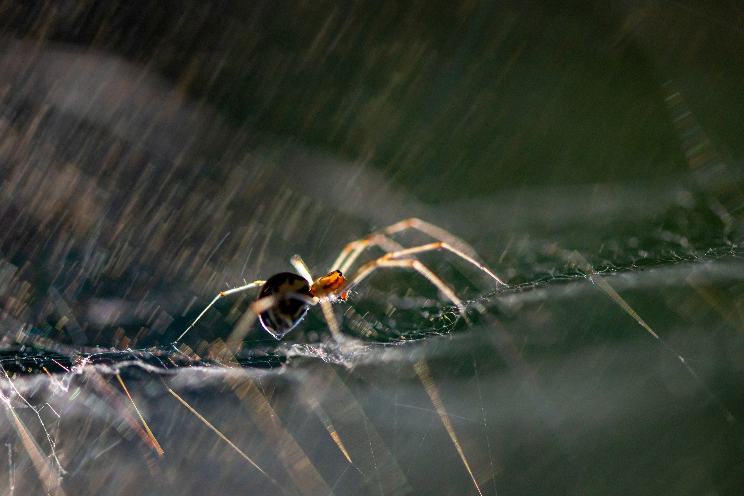 Макрофотосъёмка. Foto-Zuev фотография как искусство