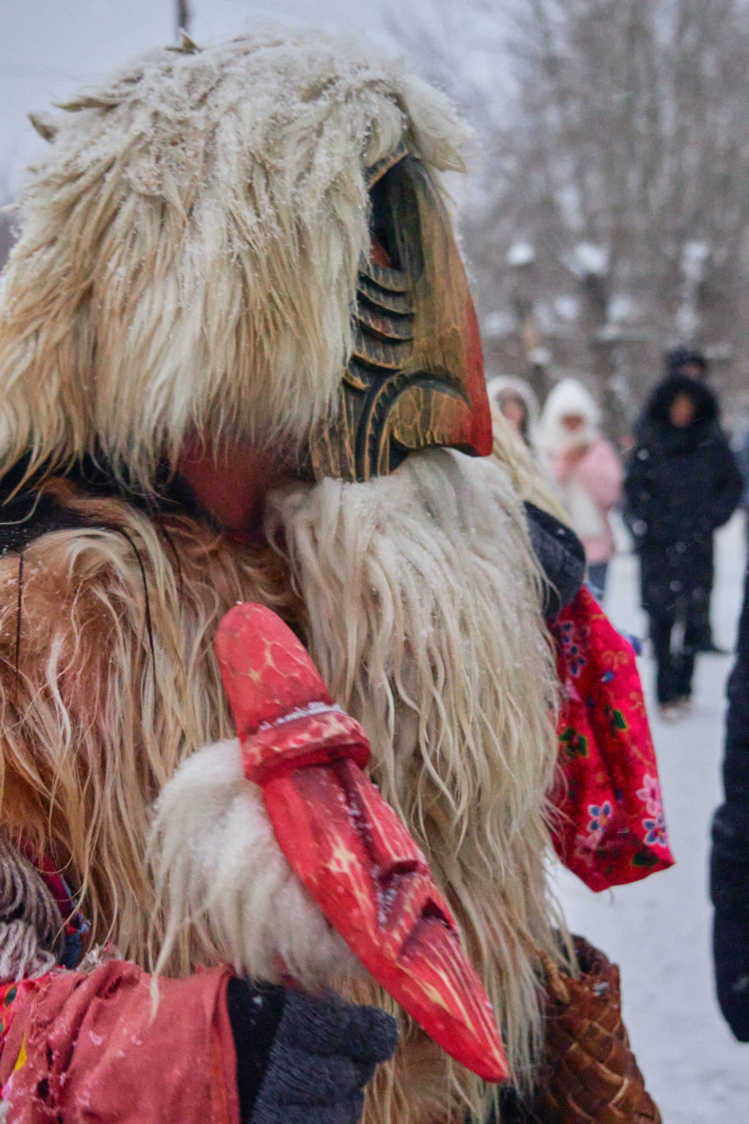 С медведем по соседям. Фотограф