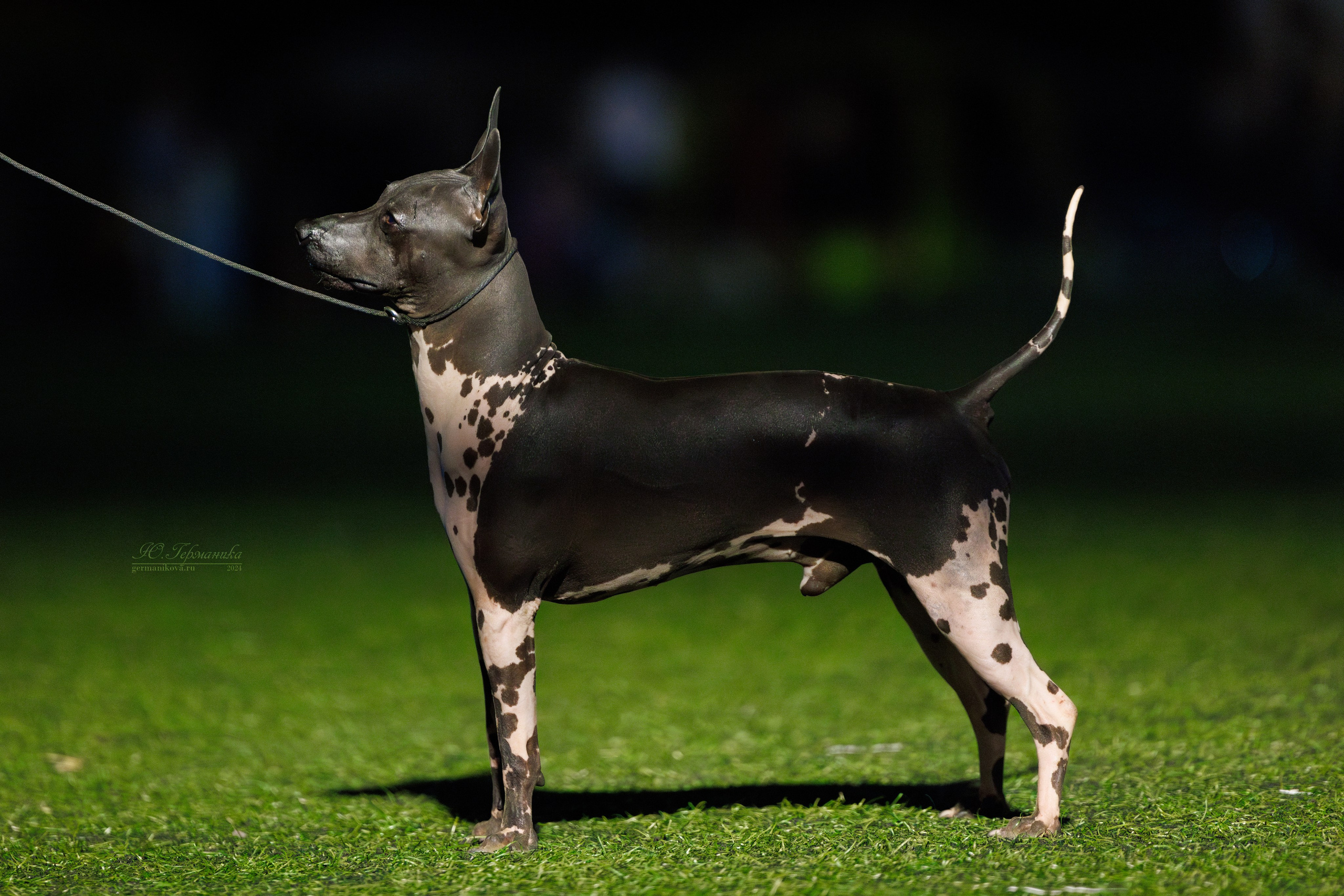 Волгоград 2-4.08.2024. Фотограф-анималист Юлия Германика