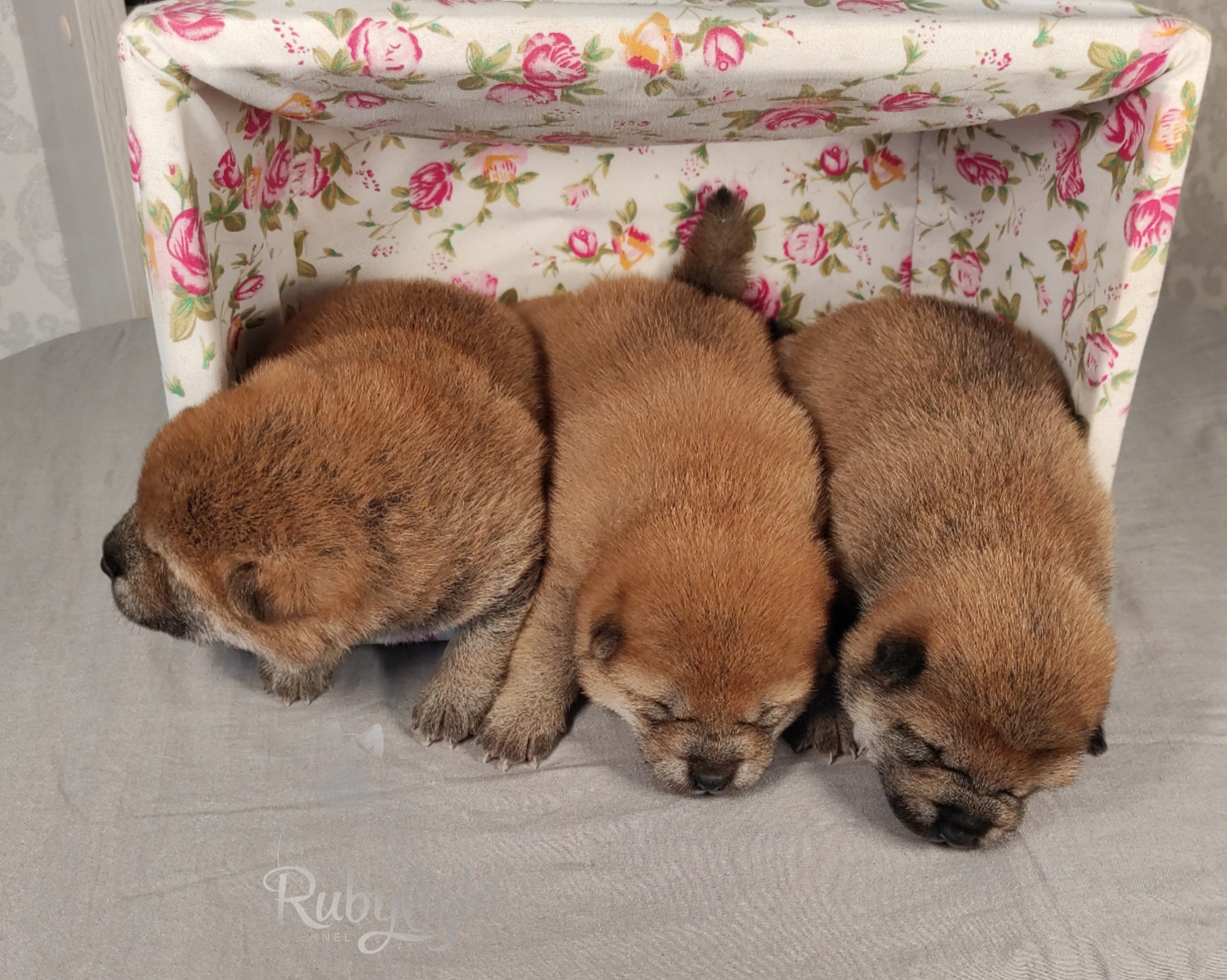 сиба питомник Рубилайт щенки на продажу rubylight  сиба щенки купить