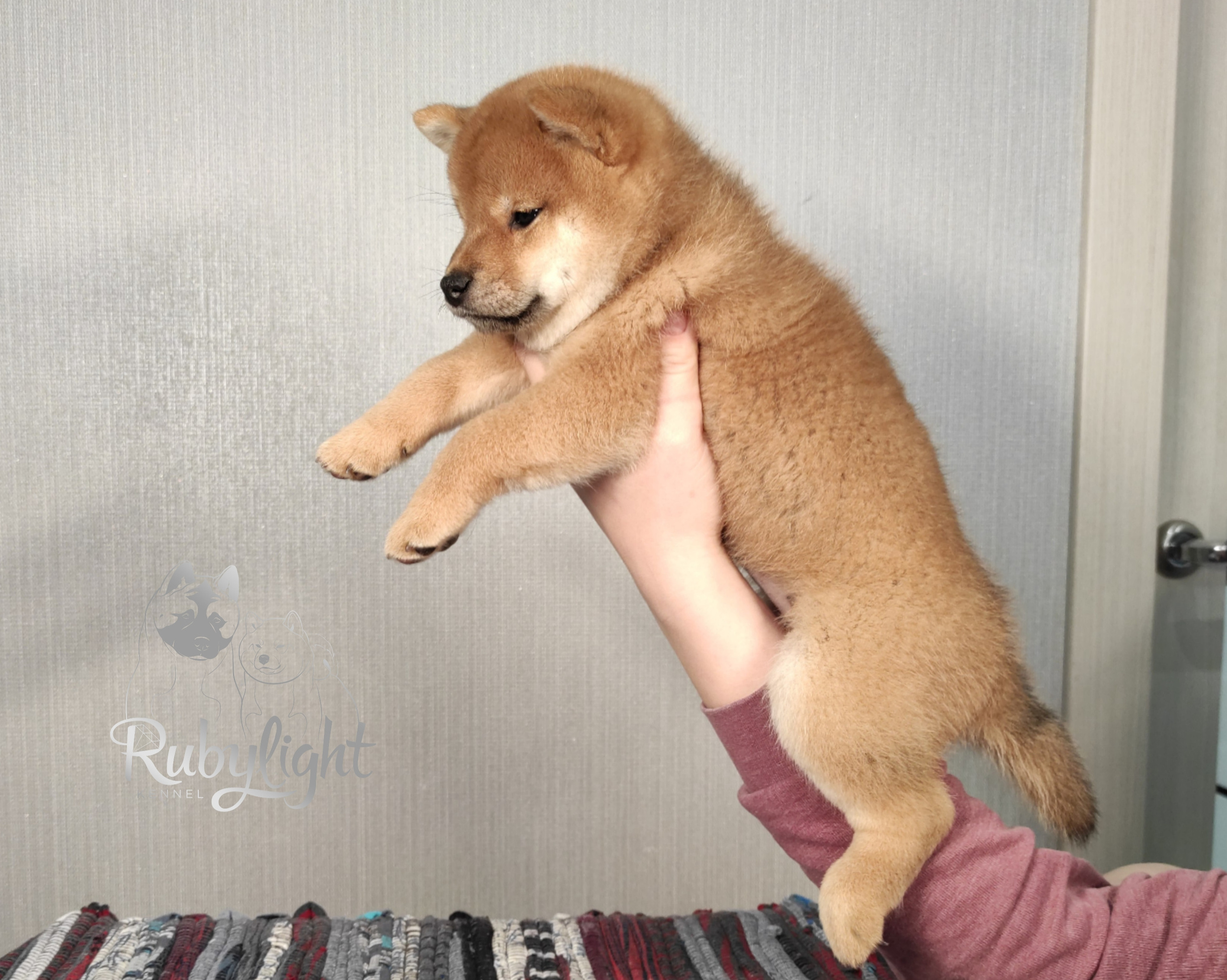 сиба питомник Рубилайт щенки на продажу rubylight  сиба щенки купить