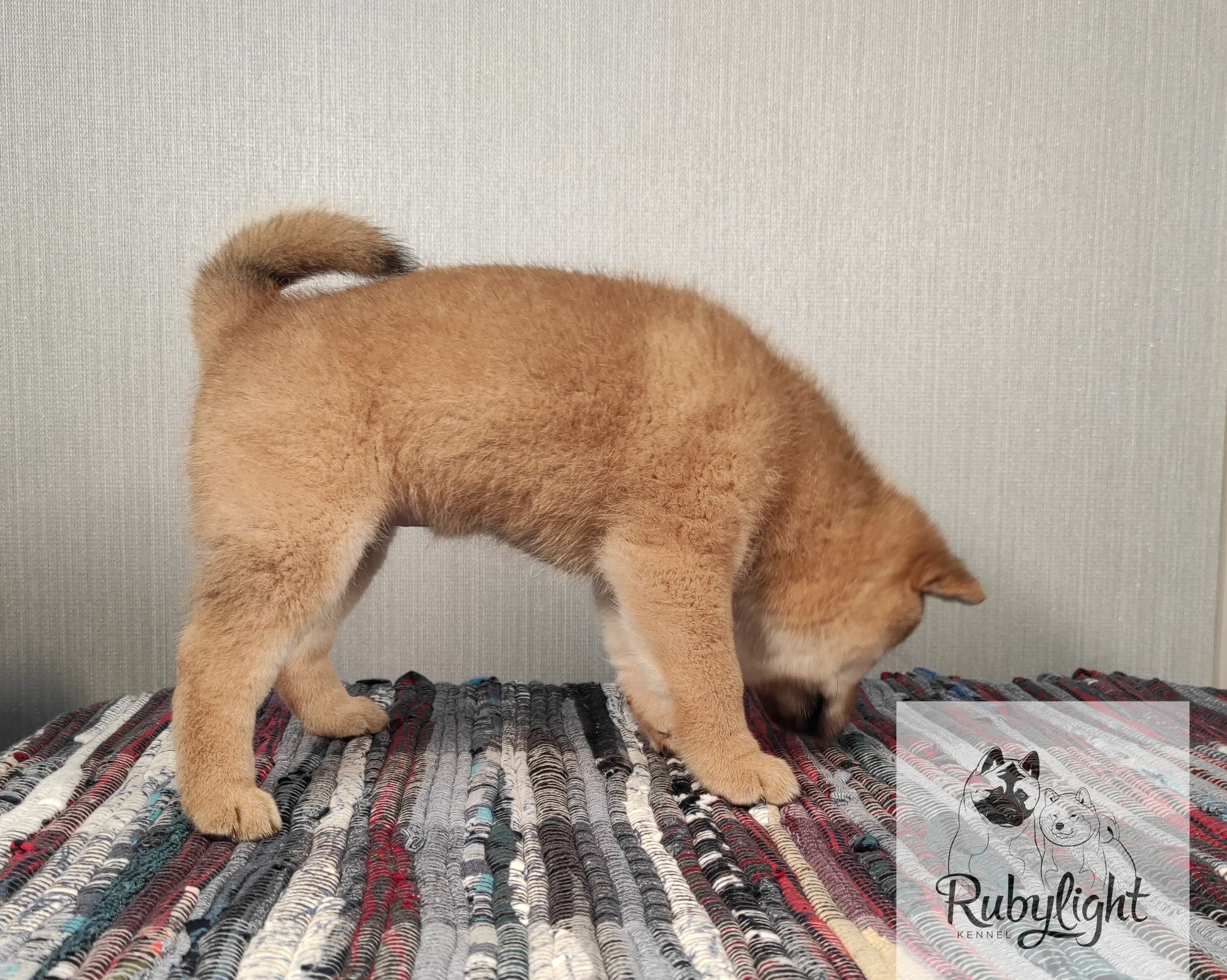 сиба питомник Рубилайт щенки на продажу rubylight  сиба щенки купить