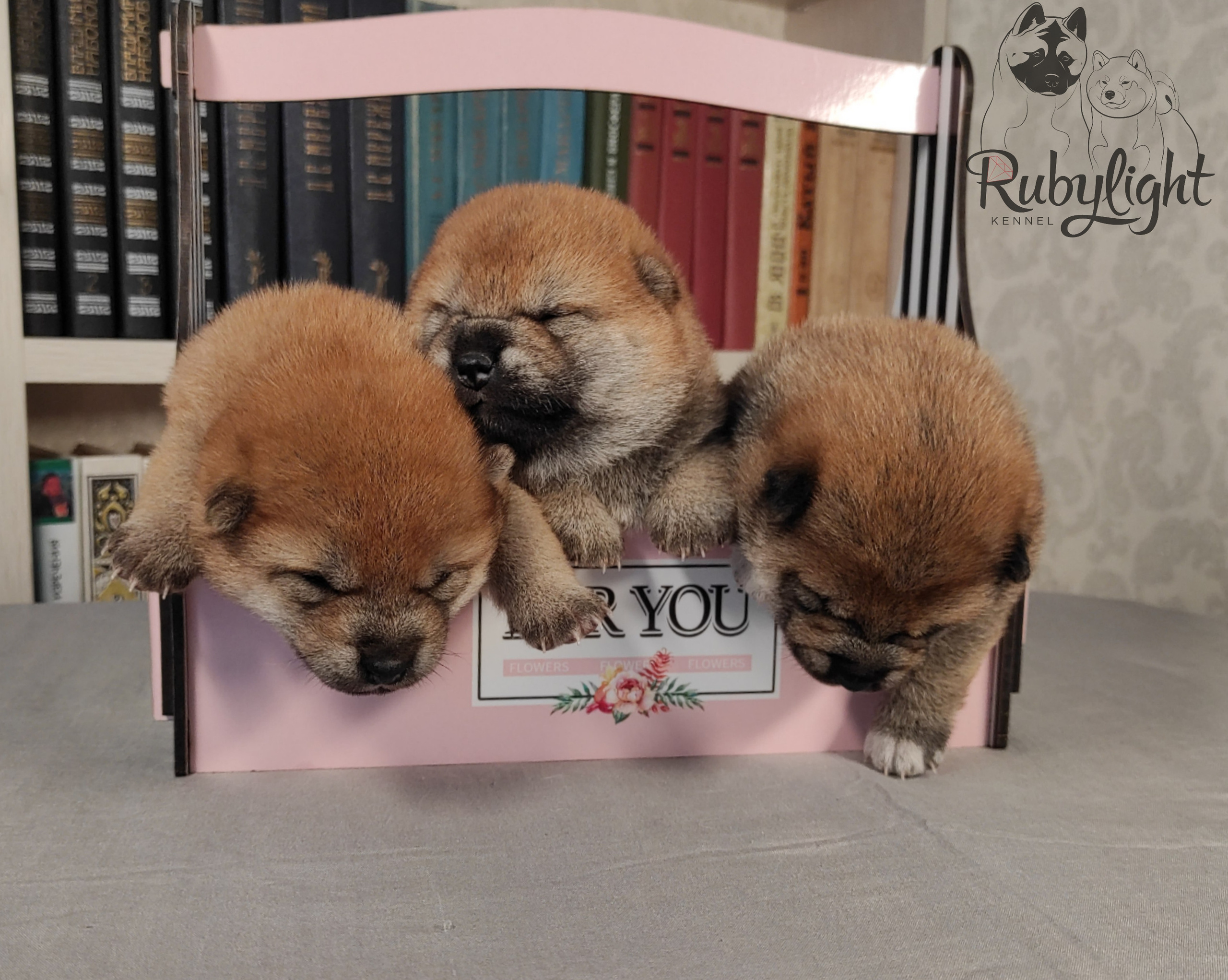 сиба питомник Рубилайт щенки на продажу rubylight  сиба щенки купить