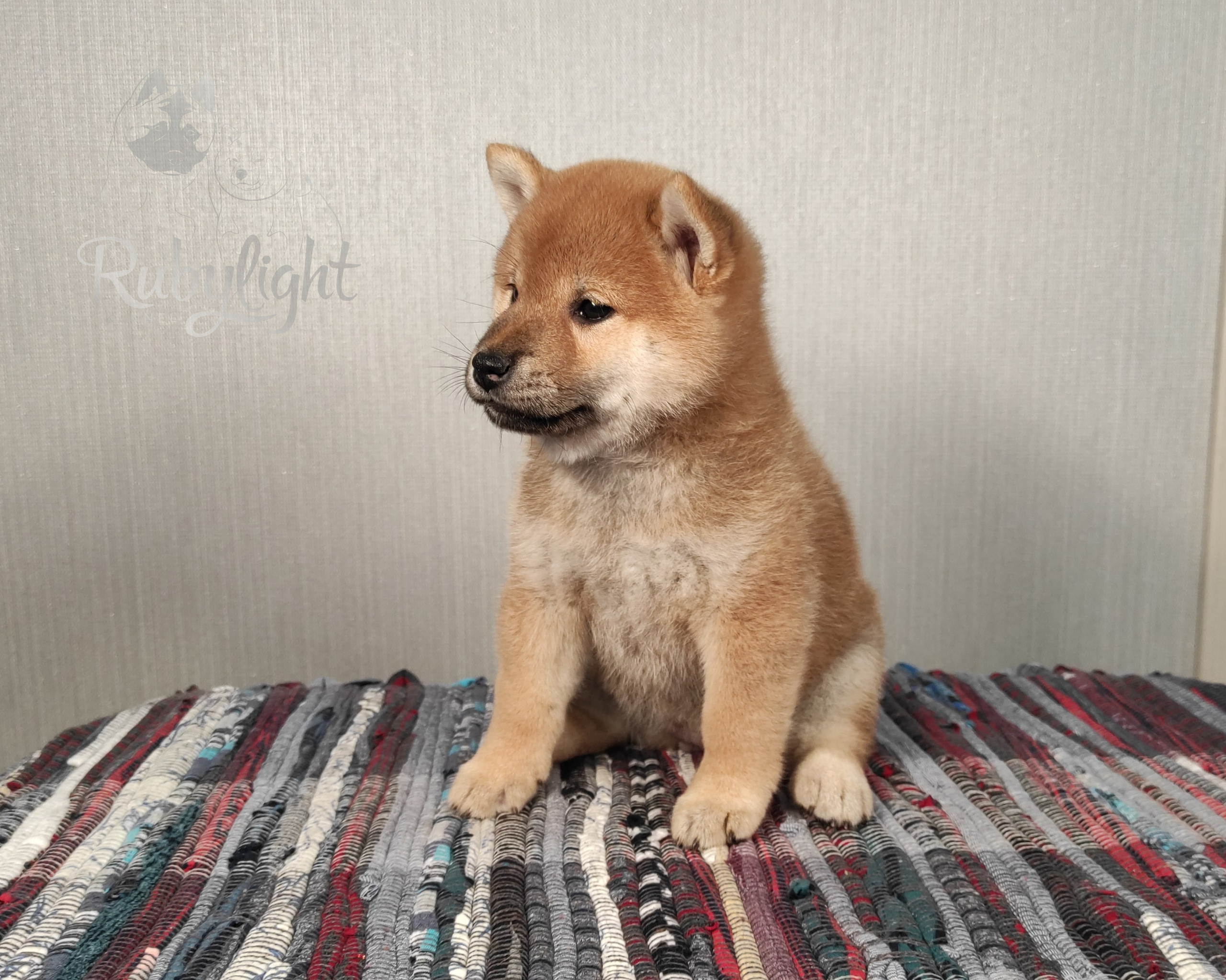 сиба питомник Рубилайт щенки на продажу rubylight  сиба щенки купить