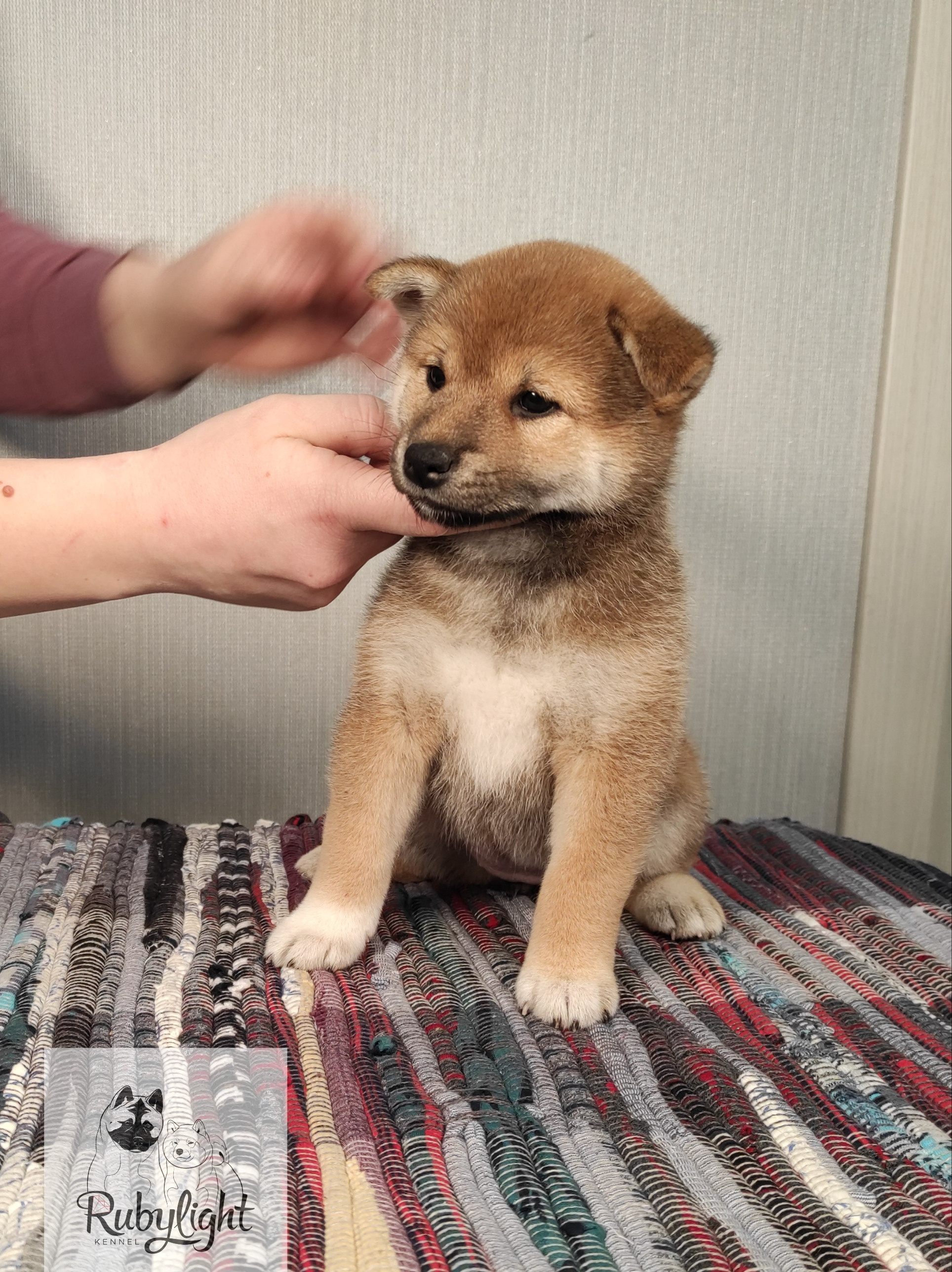 сиба питомник Рубилайт щенки на продажу rubylight  сиба щенки купить