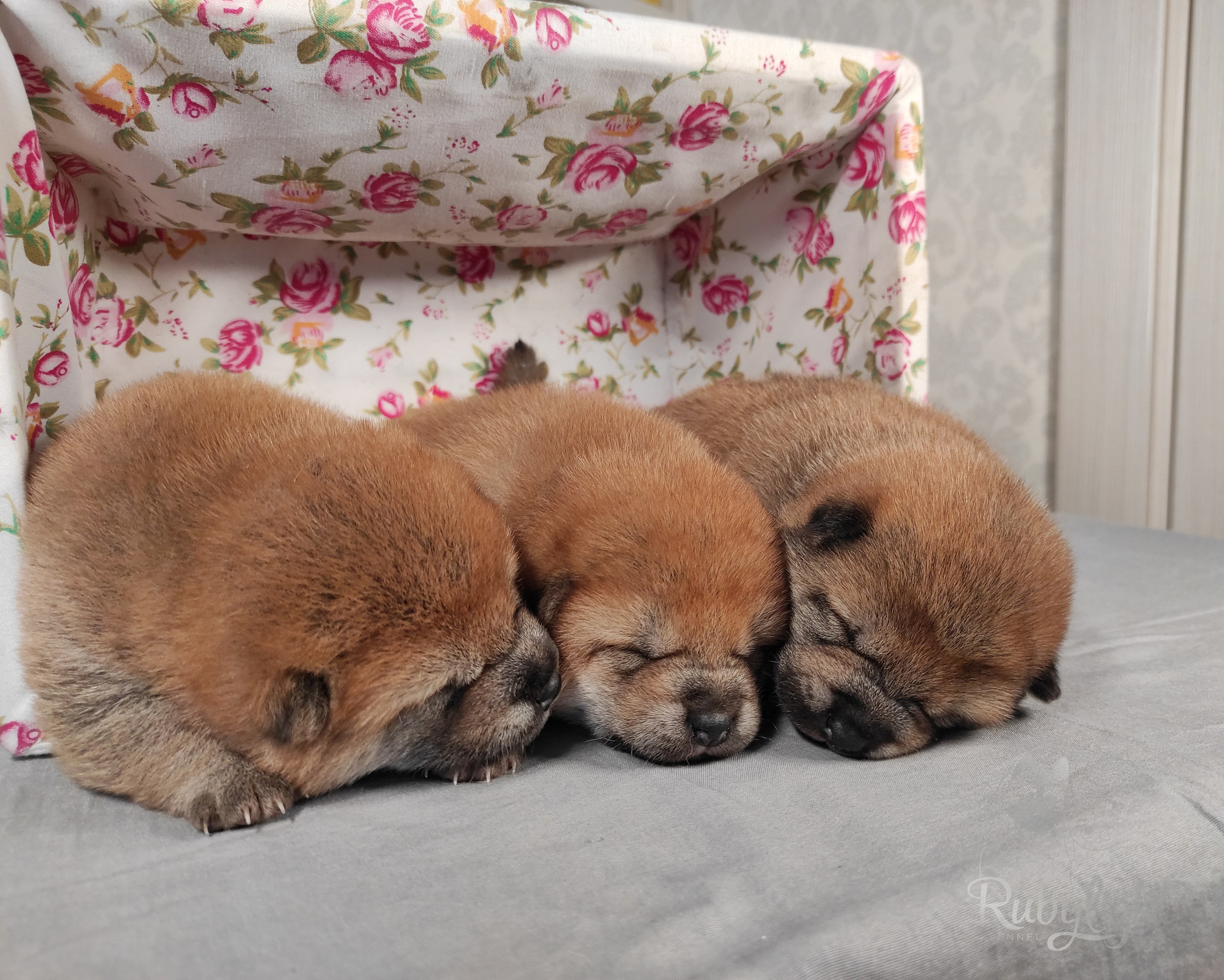 сиба питомник Рубилайт щенки на продажу rubylight  сиба щенки купить