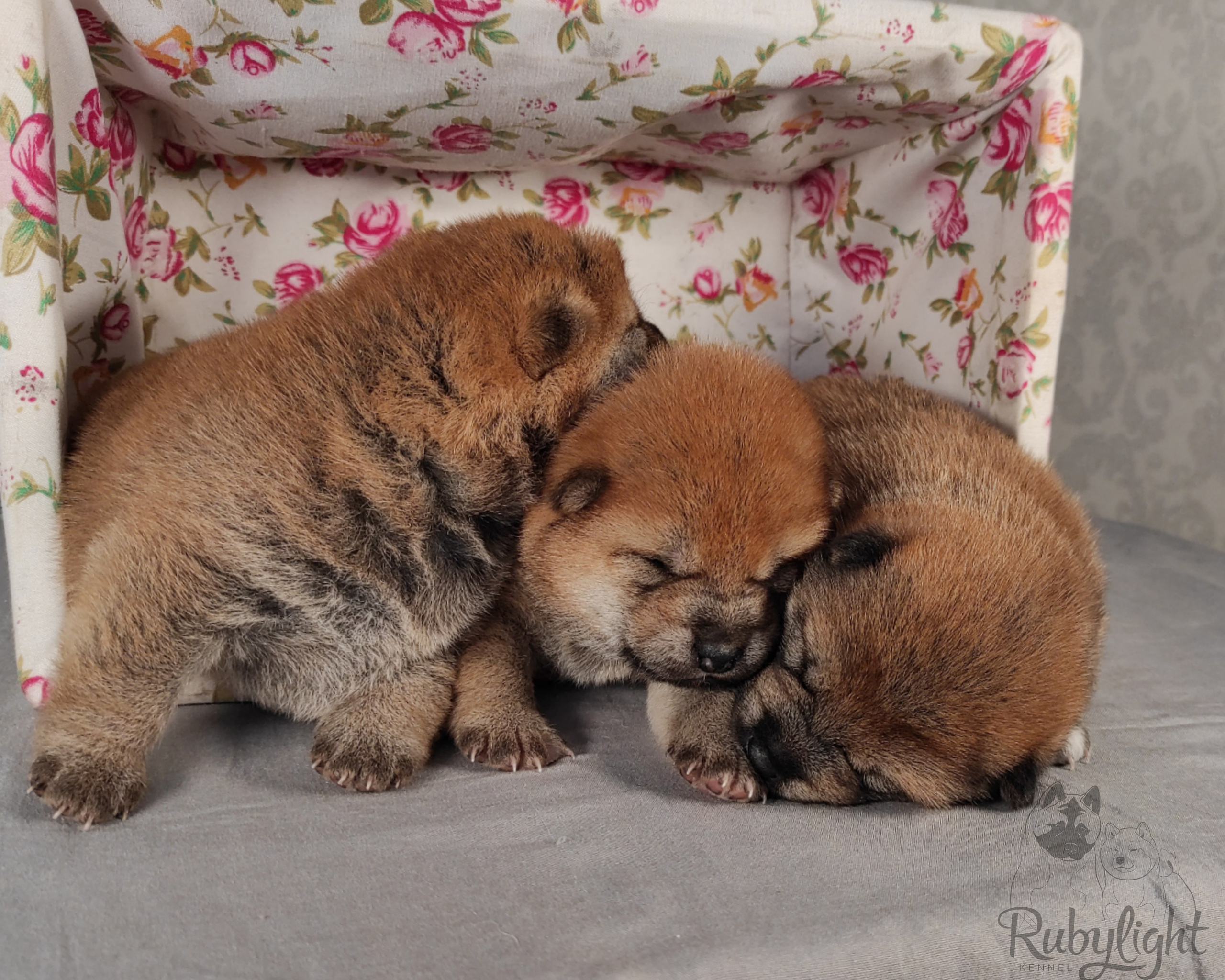 сиба питомник Рубилайт щенки на продажу rubylight  сиба щенки купить