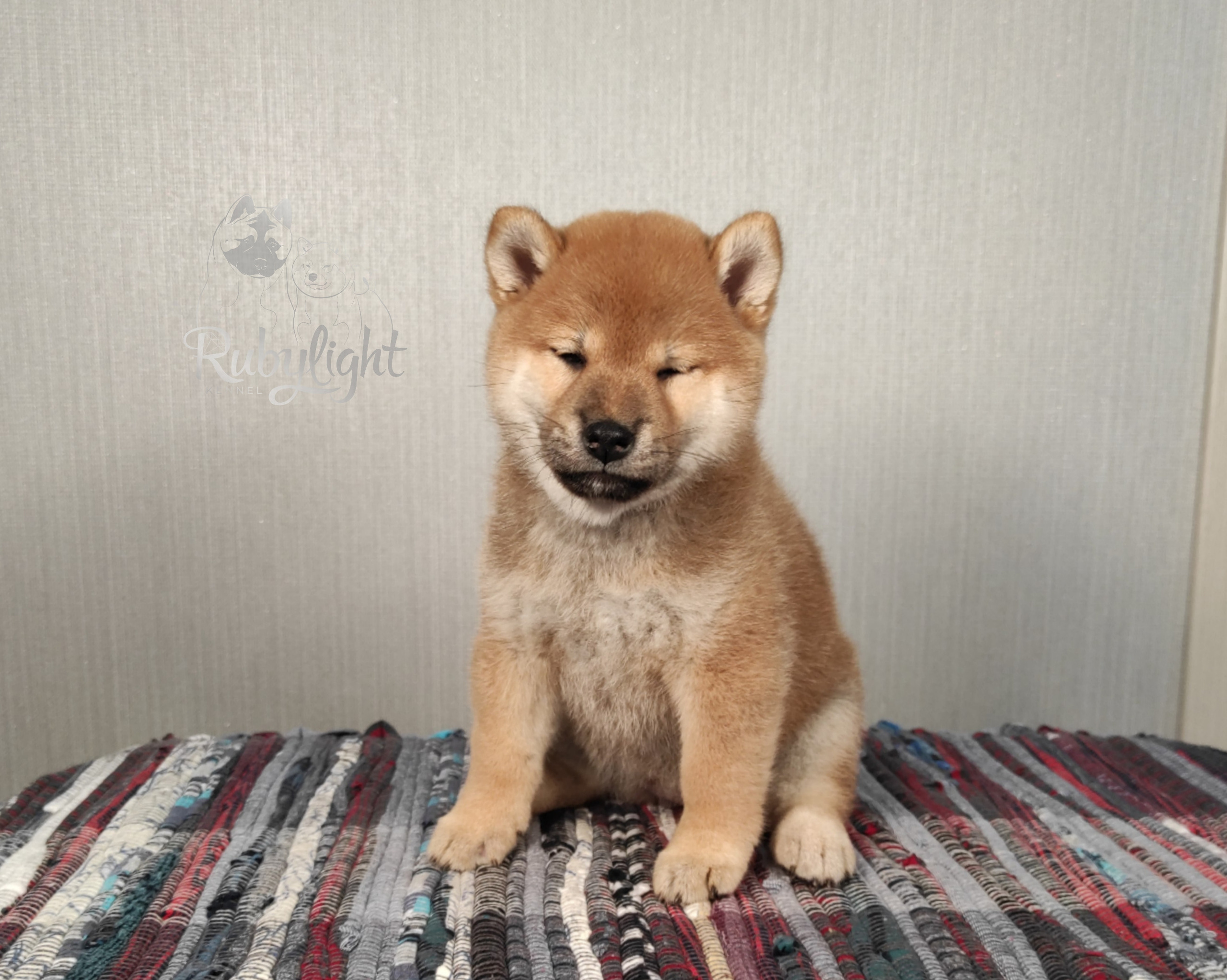 сиба питомник Рубилайт щенки на продажу rubylight  сиба щенки купить