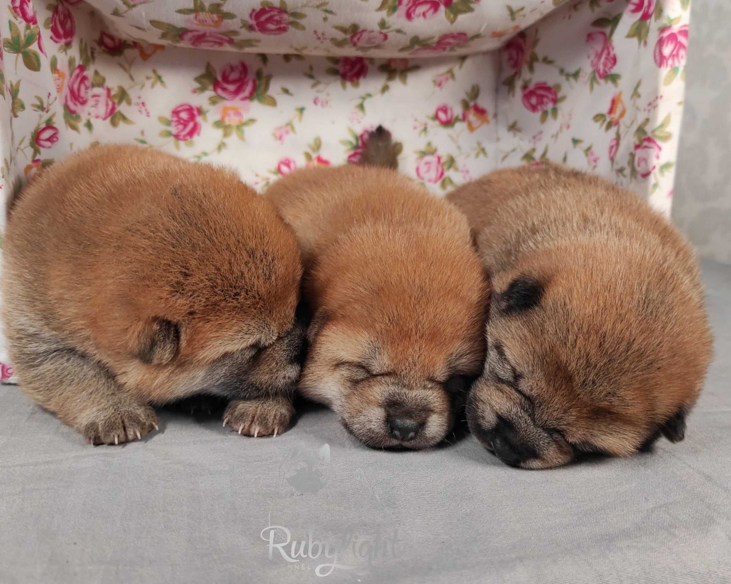 сиба питомник Рубилайт щенки на продажу rubylight  сиба щенки купить