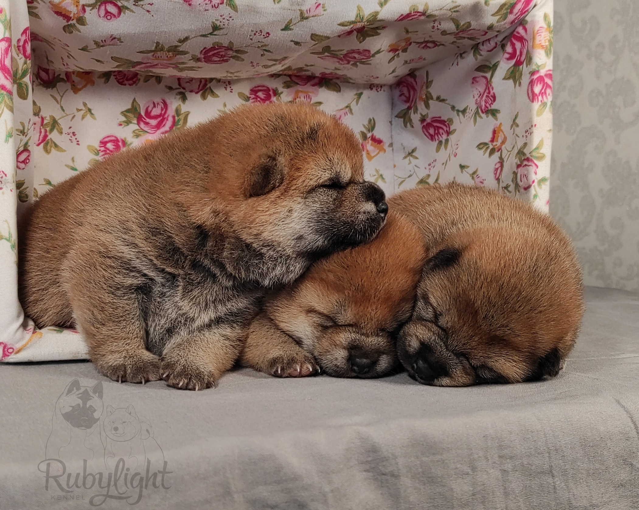 сиба питомник Рубилайт щенки на продажу rubylight  сиба щенки купить